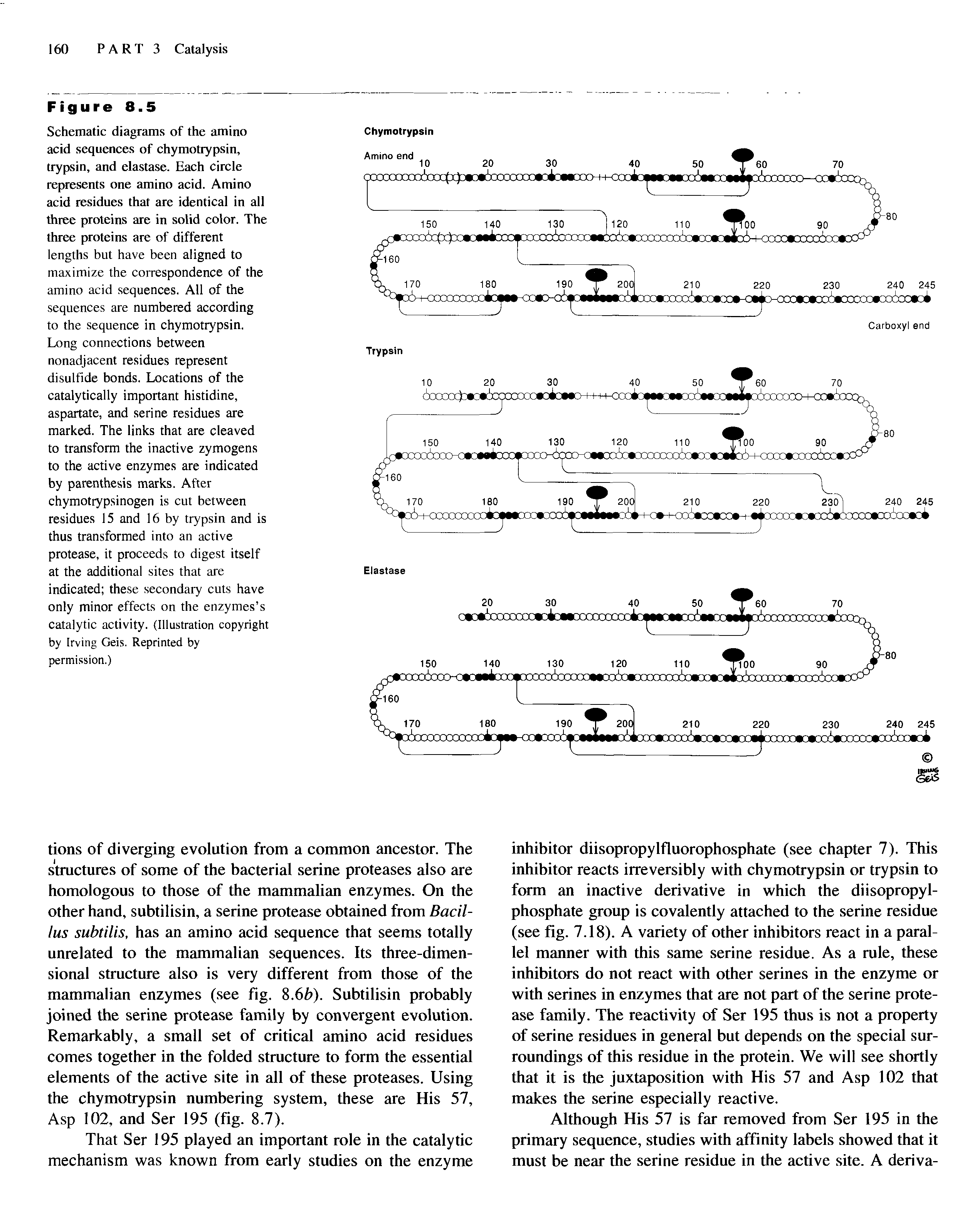 Schematic diagrams of the amino acid sequences of chymotrypsin, trypsin, and elastase. Each circle represents one amino acid. Amino acid residues that are identical in all three proteins are in solid color. The three proteins are of different lengths but have been aligned to maximize the correspondence of the amino acid sequences. All of the sequences are numbered according to the sequence in chymotrypsin. Long connections between nonadjacent residues represent disulfide bonds. Locations of the catalytically important histidine, aspartate, and serine residues are marked. The links that are cleaved to transform the inactive zymogens to the active enzymes are indicated by parenthesis marks. After chymotrypsinogen is cut between residues 15 and 16 by trypsin and is thus transformed into an active protease, it proceeds to digest itself at the additional sites that are indicated these secondary cuts have only minor effects on the enzymes s catalytic activity. (Illustration copyright by Irving Geis. Reprinted by permission.)...