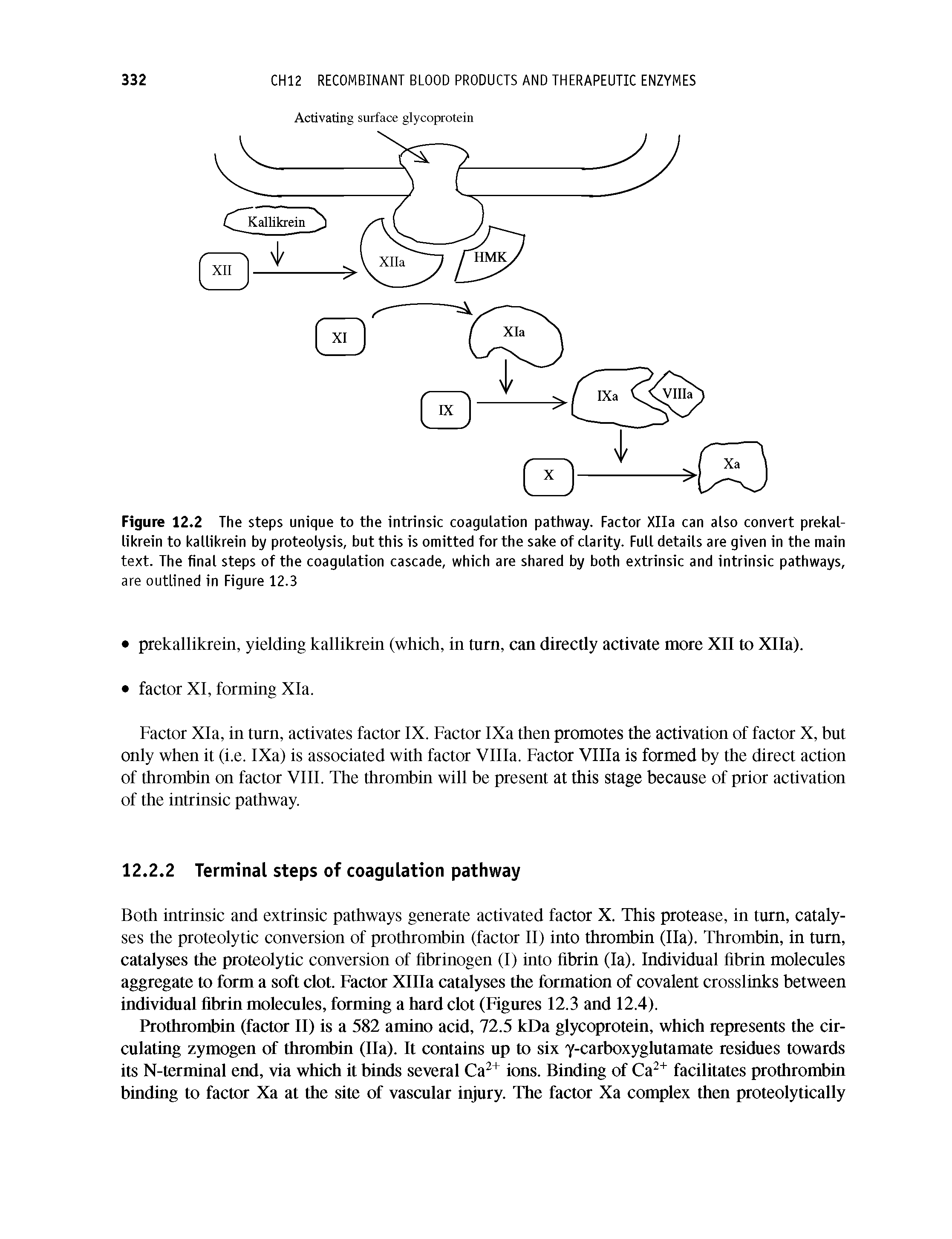 Figure 12.2 The steps unique to the intrinsic coagulation pathway. Factor Xlla can also convert prekal-likrein to kallikrein by proteolysis, but this is omitted for the sake of clarity. Full details are given in the main text. The final steps of the coagulation cascade, which are shared by both extrinsic and intrinsic pathways, are outlined in Figure 12.3...