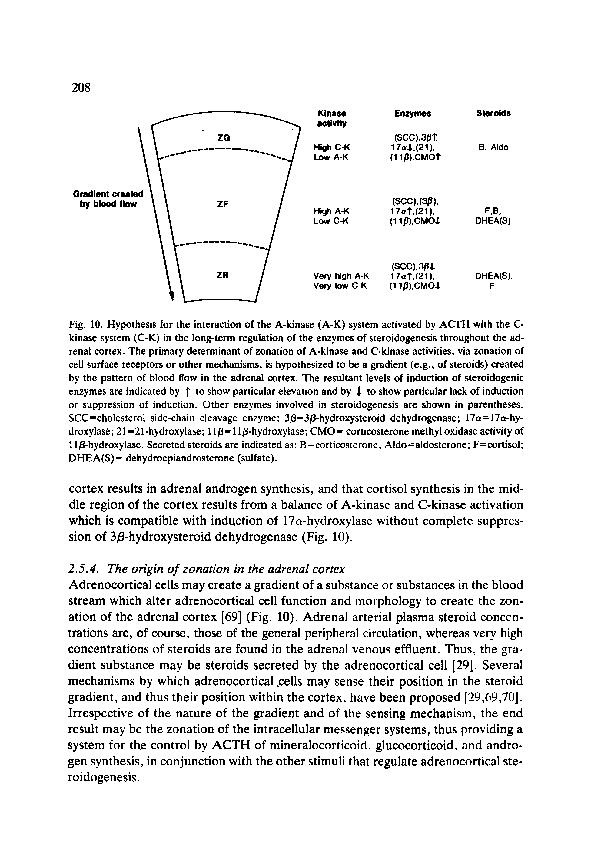 Fig. 10. Hypothesis for the interaction of the A-kinase (A-K) system activated by ACTH with the C-kinase system (C-K) in the long-term regulation of the enzymes of steroidogenesis throughout the adrenal cortex. The primary determinant of zonation of A-kinase and C-kinase activities, via zonation of cell surface receptors or other mechanisms, is hypothesized to be a gradient (e.g., of steroids) created by the pattern of blood flow in the adrenal cortex. The resultant levels of induction of steroidogenic enzymes are indicated by to show particular elevation and by to show particular lack of induction or suppression of induction. Other enzymes involved in steroidogenesis are shown in parentheses. SCC=cholesterol side-chain cleavage enzyme 3/3=3/3-hydroxysteroid dehydrogenase 17a=17a-hy-droxylase 21 =21-hydroxylase 11/3= 11/3-hydroxylase CMO= corticosterone methyl oxidase activity of 11/3-hydroxylase. Secreted steroids are indicated as B=corticosterone Aldo=aldosterone F=cortisol DHEA(S)= dehydroepiandrosterone (sulfate).