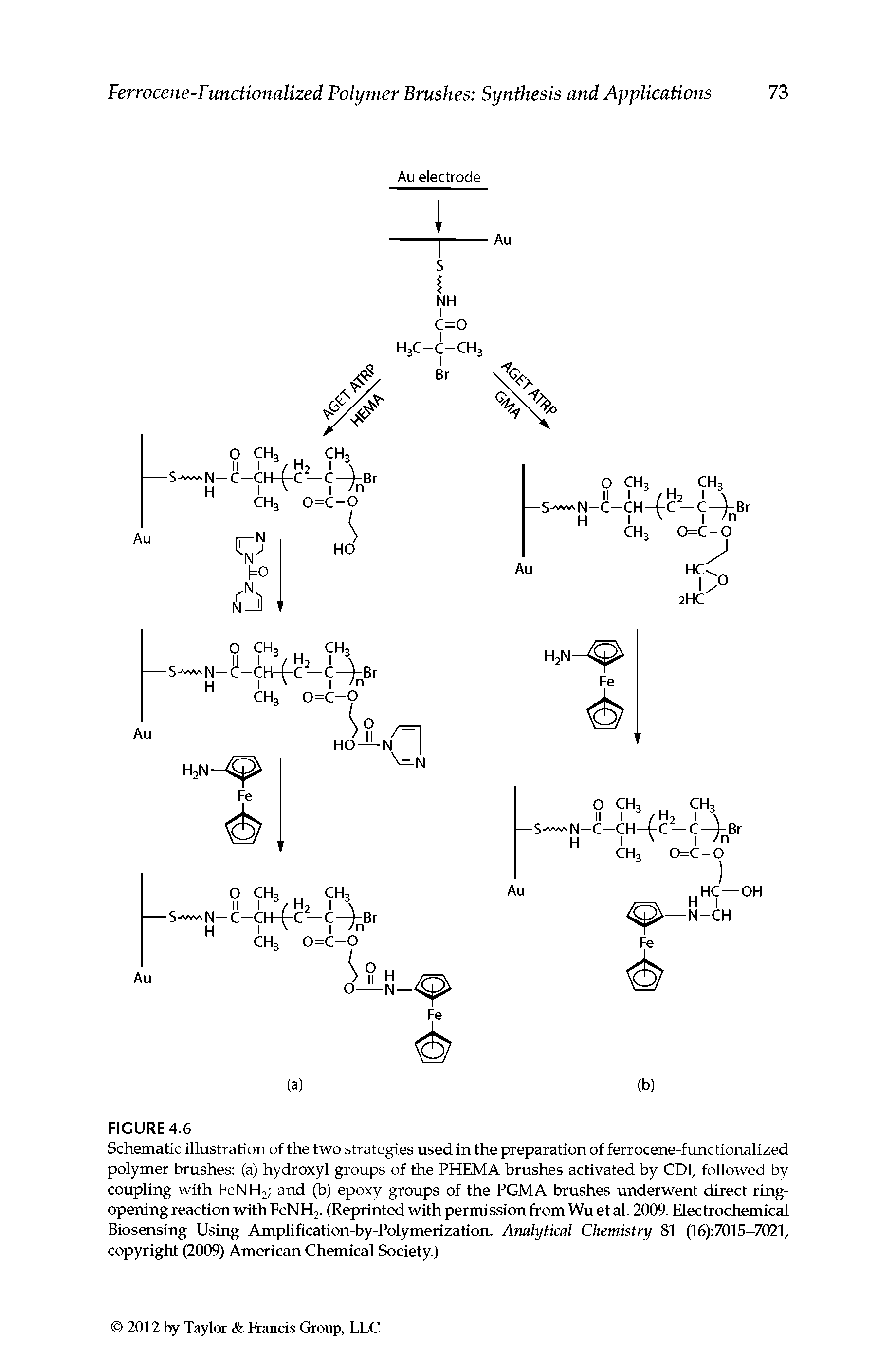 Schematic illustration of the two strategies used in the preparation of ferrocene-functionalized polymer brushes (a) hydroxyl groups of the PHEMA brushes activated by CDl, followed by coupling with FCNH2 and (b) epoxy groups of the PGMA brushes underwent direct ring-opening reaction with FcNHj. (Reprinted with permission from Wu et al. 2009. Electrochemical Biosensing Using Amplification-by-Polymerization. Analytical Chemistry 81 (16) 7015-7021, copyright (2(X)9) American Chemical Society.)...