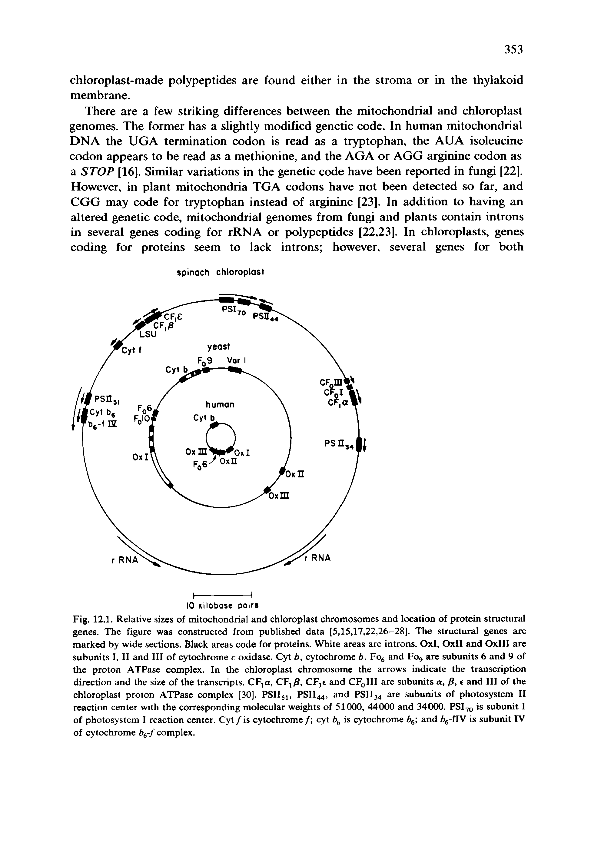 Fig. 12.1. Relative sizes of mitochondrial and chloroplast chromosomes and location of protein structural genes. The figure was constructed from published data [5,15,17,22,26-28]. The structural genes are marked by wide sections. Black areas code for proteins. White areas are introns. 0x1, OxII and OxIII are subunits I, II and III of cytochrome c oxidase. Cyt b, cytochrome b. Fo and Fo, are subunits 6 and 9 of the proton ATPase complex. In the chloroplast chromosome the arrows indicate the transcription direction and the size of the transcripts. CF,a, CFj/8, CFjc and CFoIII are subunits a, /S, t and III of the chloroplast proton ATPase complex [30]. PSII5], PSII44, and PSII34 are subunits of photosystem II reaction center with the corresponding molecular weights of 51000, 44000 and 34000. PSI70 is subunit I of photosystem I reaction center. Cyt /is cytochrome/ cyt is cytochrome b and b -flV is subunit IV of cytochrome b(,-f complex.