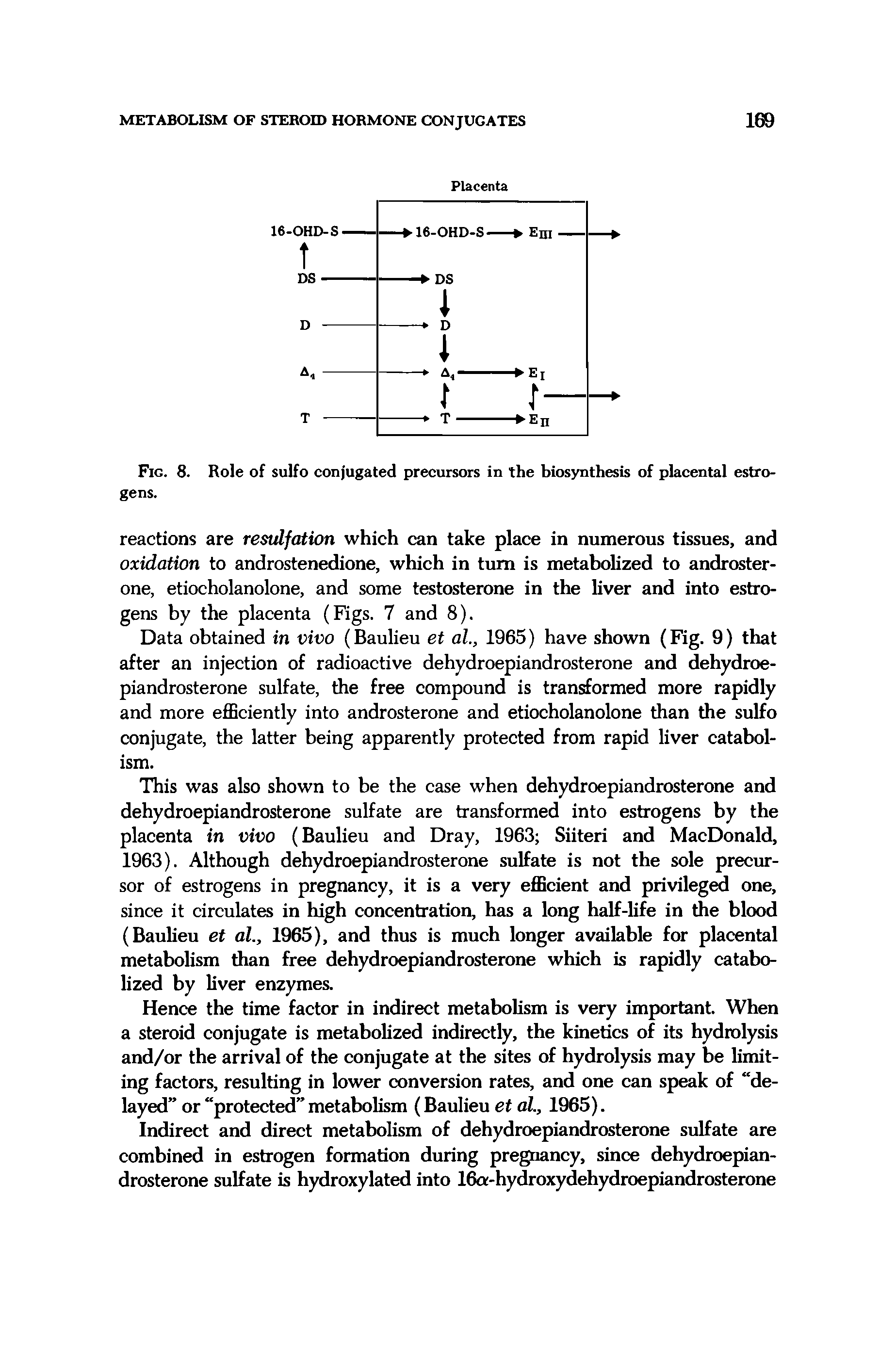 Fig. 8. Role of sulfo conjugated precursors in the biosynthesis of placental estrogens.