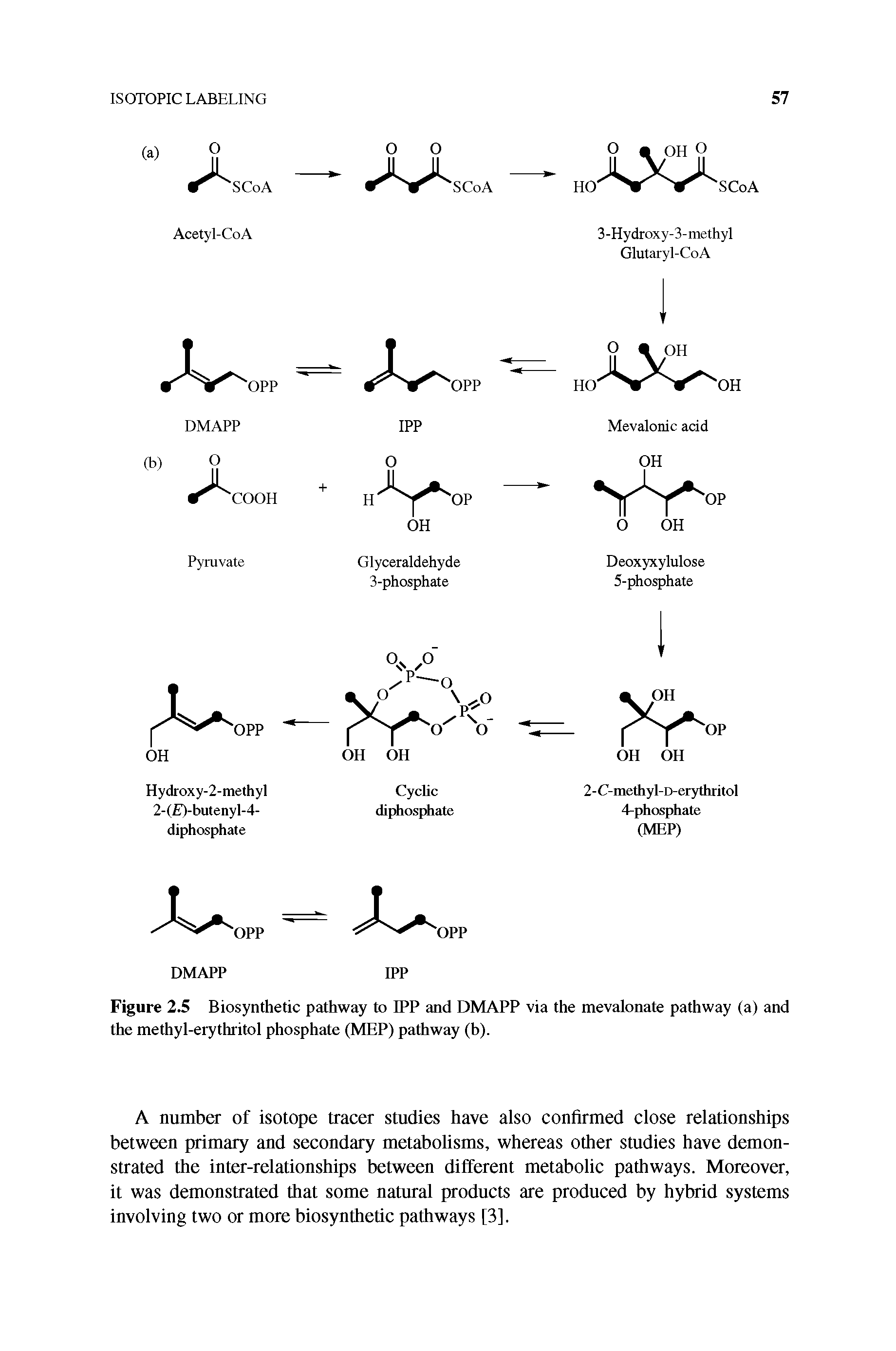 Figure 2.5 Biosynthetic pathway to IPP and DMAPP via the mevalonate pathway (a) and the methyl-erythritol phosphate (MEP) pathway (h).