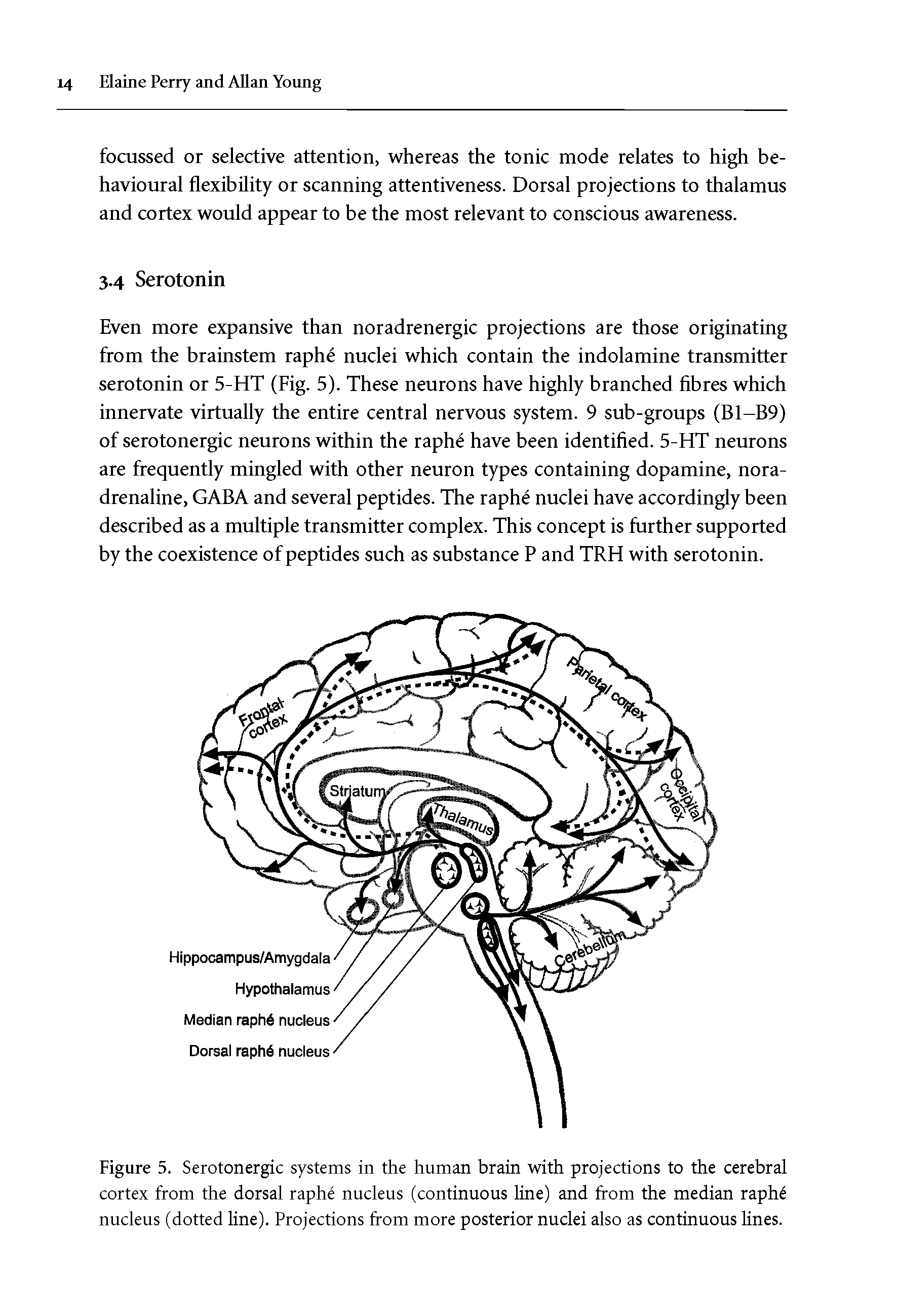 Figure 5. Serotonergic systems in the human brain with projections to the cerebral cortex from the dorsal raphe nucleus (continuous line) and from the median raph nucleus (dotted line). Projections from more posterior nuclei also as continuous lines.