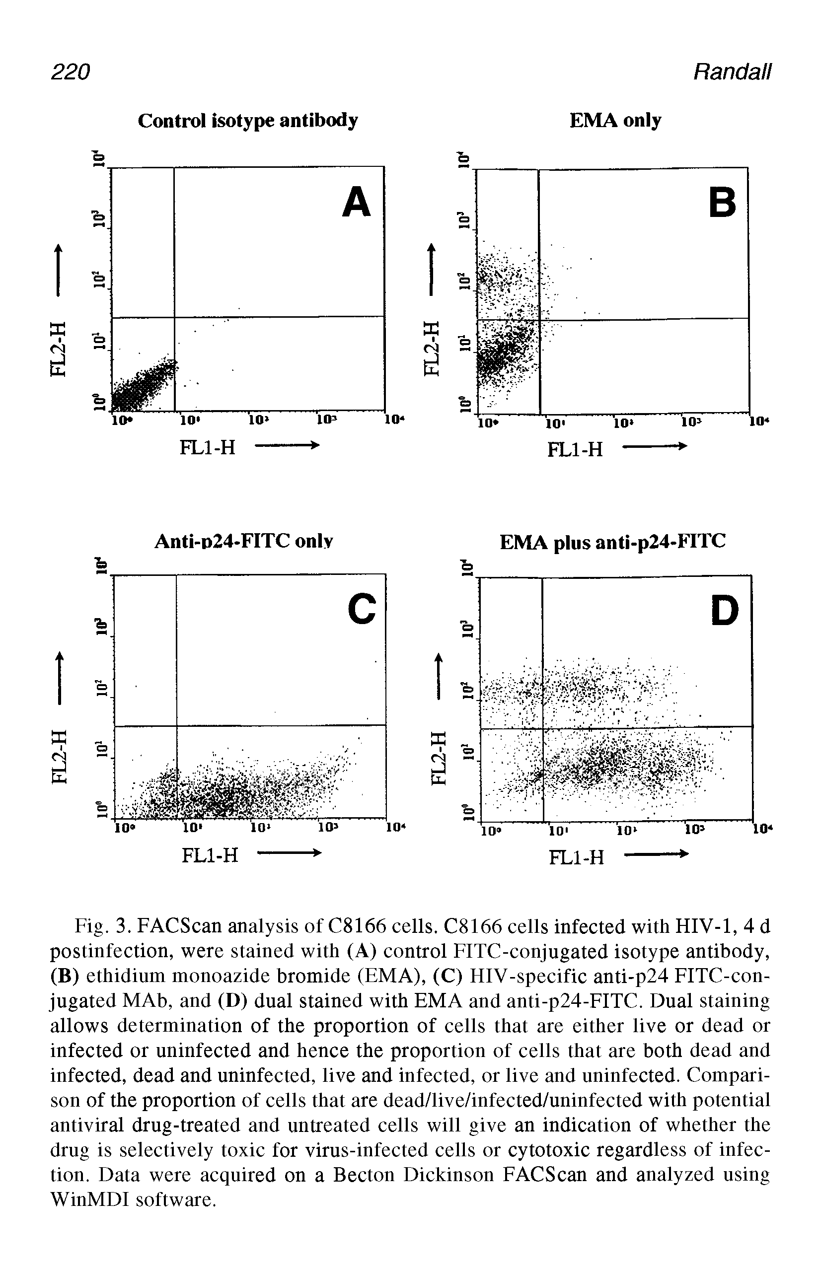 Fig. 3. FACScan analysis of C8166 cells. C8166 cells infected with HIV-1, 4 d postinfection, were stained with (A) control FITC-conjugated isotype antibody, (B) ethidium monoazide bromide (EMA), (C) HIV-specific anti-p24 FITC-con-jugated MAb, and (D) dual stained with EMA and anti-p24-FITC. Dual staining allows determination of the proportion of cells that are either live or dead or infected or uninfected and hence the proportion of cells that are both dead and infected, dead and uninfected, live and infected, or live and uninfected. Comparison of the proportion of cells that are dead/live/infected/uninfected with potential antiviral drug-treated and untreated cells will give an indication of whether the drug is selectively toxic for virus-infected cells or cytotoxic regardless of infection. Data were acquired on a Becton Dickinson FACScan and analyzed using WinMDI software.