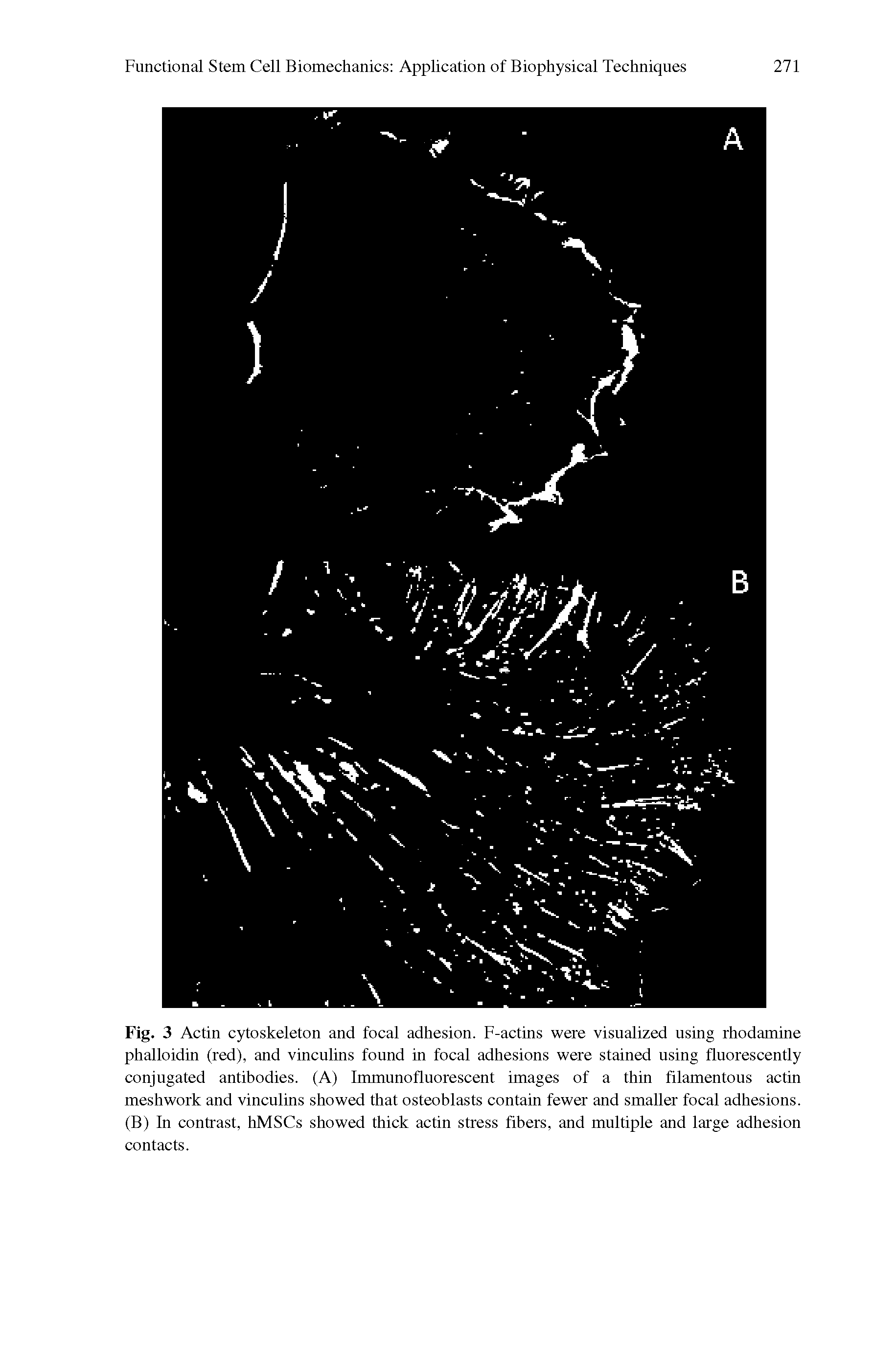 Fig. 3 Actin cytoskeleton and focal adhesion. F-actins were visualized using rhodamine phalloidin (red), and vinculins found in focal adhesions were stained using fluorescently conjugated antibodies. (A) Immunofluorescent images of a thin filamentous actin meshwork and vinculins showed that osteoblasts contain fewer and smaller focal adhesions. (B) In contrast, hMSCs showed thick actin stress fibers, and multiple and large adhesion contacts.