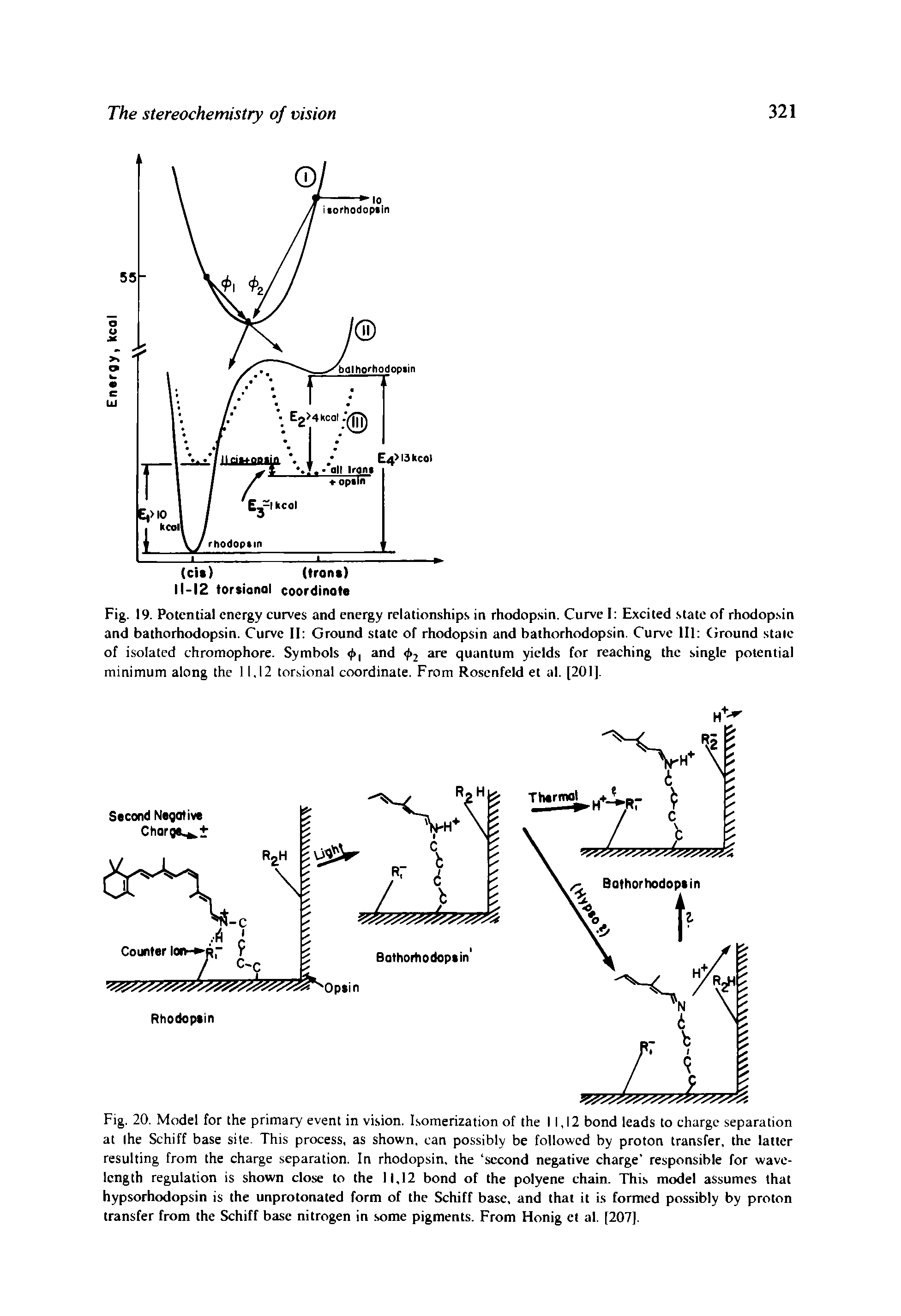 Fig. 20. Model for the primary event in vision. Isomerization of the 11.12 bond leads to charge separation at Ihe Schiff base site. This process, as shown, can possibly be followed by proton transfer, the latter resulting from the charge separation. In rhodopsin, the second negative charge responsible for wavelength regulation is shown close to the 11,12 bond of the polyene chain. This model assumes that hypsorhodopsin is the unprotonated form of the Schiff base, and that it is formed possibly by proton transfer from the Schiff base nitrogen in some pigments. From Honig ct al. [207].