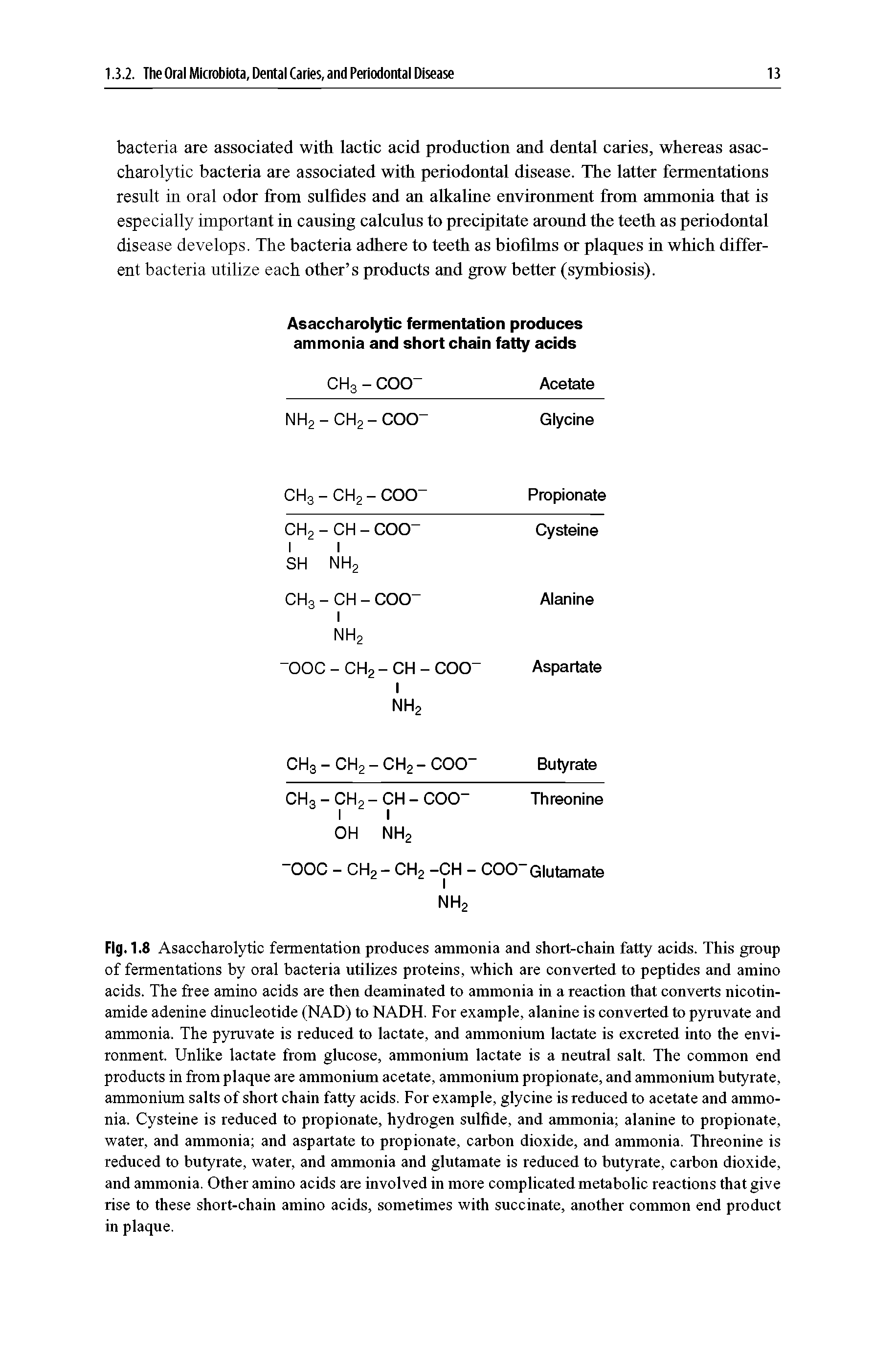 Fig. 1.8 Asaccharolytic fermentation produces ammonia and short-chain fatty acids. This group of fermentations by oral bacteria utilizes proteins, which are converted to peptides and amino acids. The free amino acids are then deaminated to ammonia in a reaction that converts nicotinamide adenine dinucleotide (NAD) to NADH. For example, alanine is converted to pyruvate and ammonia. The pyruvate is reduced to lactate, and ammonium lactate is excreted into the environment. Unlike lactate from glucose, ammonium lactate is a neutral salt. The common end products in from plaque are ammonium acetate, ammonium propionate, and ammonium butyrate, ammonium salts of short chain fatty acids. For example, glycine is reduced to acetate and ammonia. Cysteine is reduced to propionate, hydrogen sulfide, and ammonia alanine to propionate, water, and ammonia and aspartate to propionate, carbon dioxide, and ammonia. Threonine is reduced to butyrate, water, and ammonia and glutamate is reduced to butyrate, carbon dioxide, and ammonia. Other amino acids are involved in more complicated metabolic reactions that give rise to these short-chain amino acids, sometimes with succinate, another common end product in plaque.