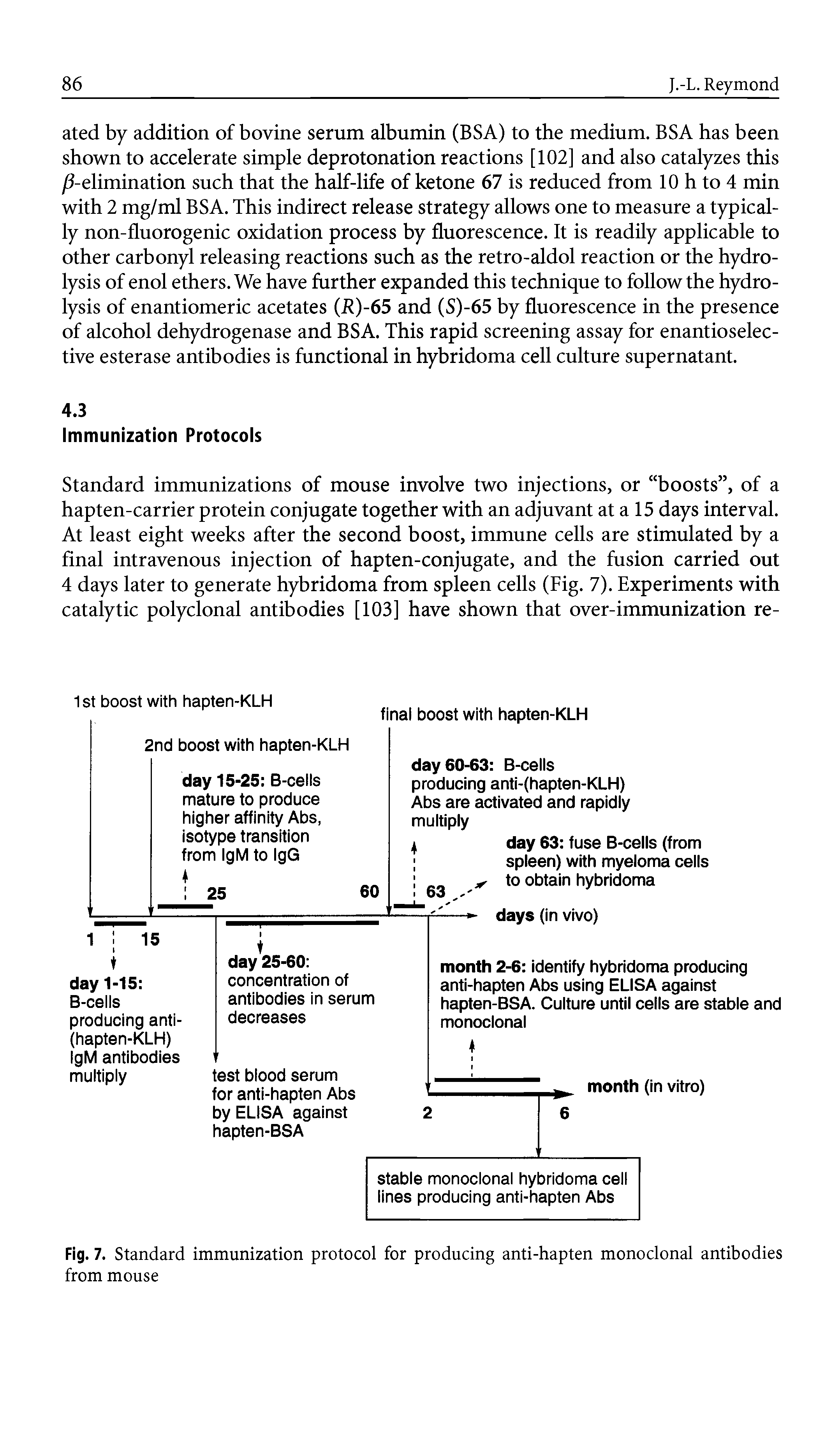 Fig. 7. Standard immunization protocol for producing anti-hapten monoclonal antibodies...
