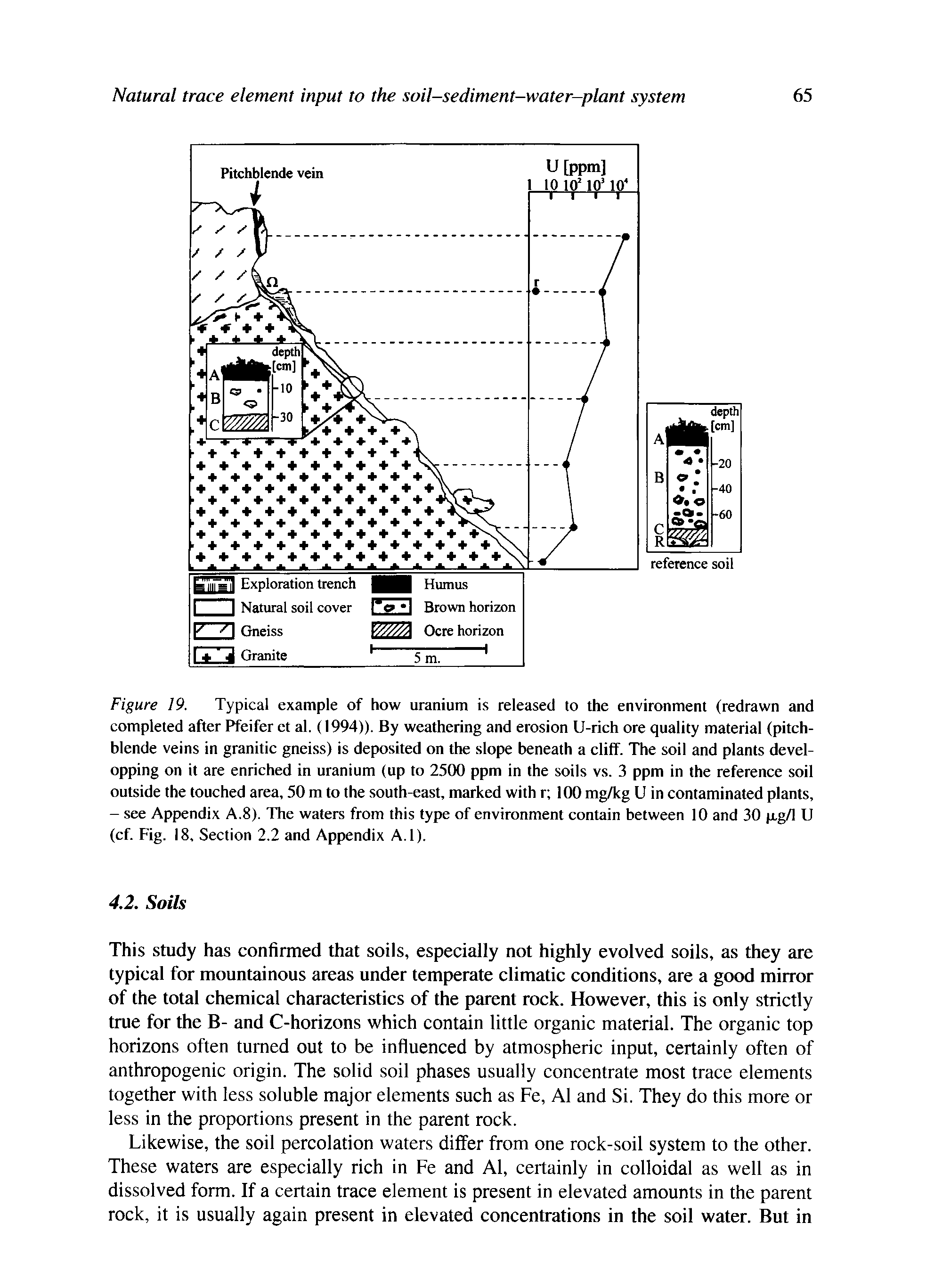 Figure 19. Typical example of how uranium is released to the environment (redrawn and completed after Pfeifer et al. (1994)). By weathering and erosion U-rich ore quality material (pitchblende veins in granitic gneiss) is deposited on the slope beneath a cliff. The soil and plants devel-opping on it are enriched in uranium (up to 2500 ppm in the soils vs. 3 ppm in the reference soil outside the touched area, 50 m to the south-east, marked with r 100 mg/kg U in contaminated plants, - see Appendix A.8). The waters from this type of environment contain between 10 and 30 jxg/l U (cf. Fig. 18, Section 2.2 and Appendix A. 1).