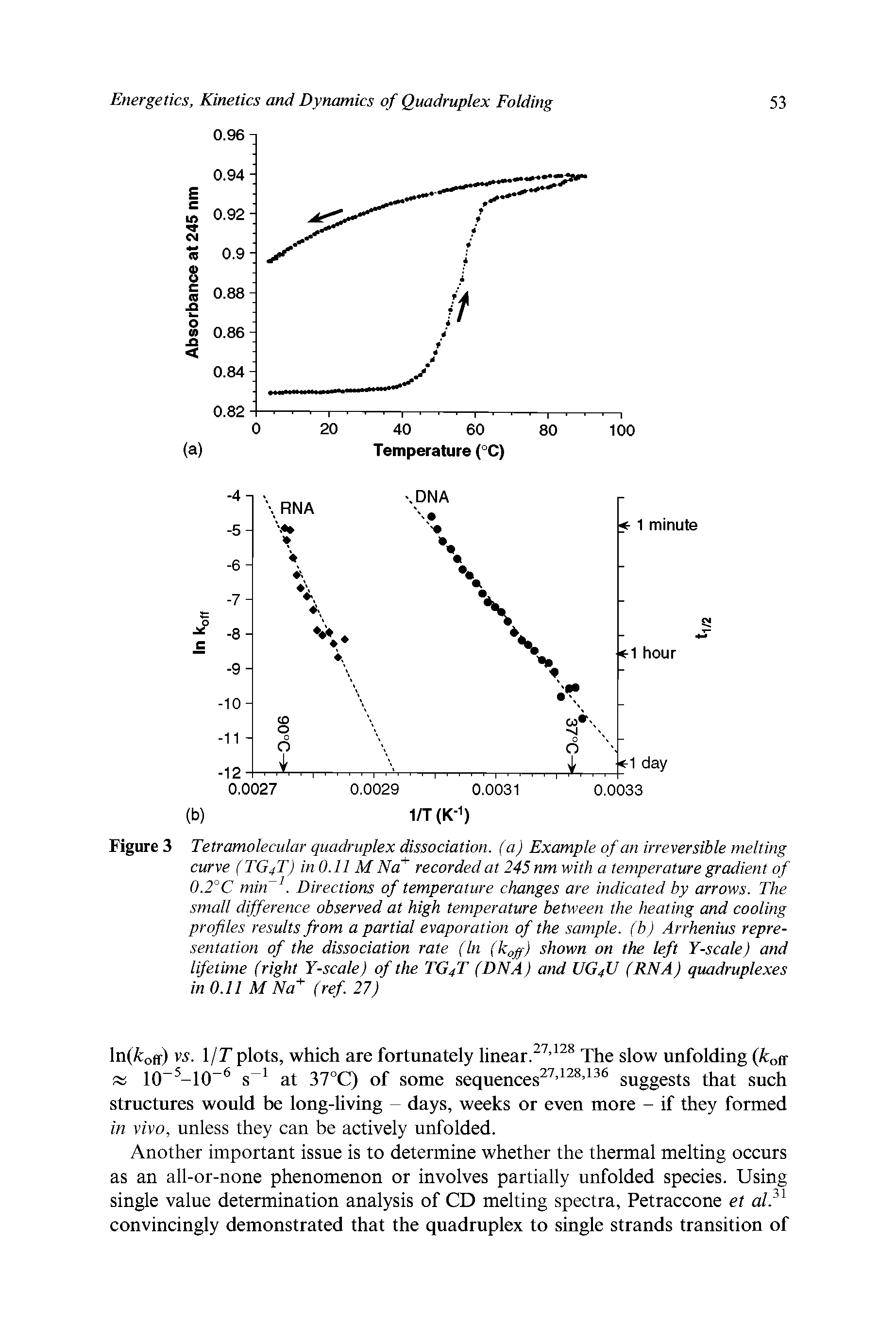 Figure 3 Tetramolecular quadruplex dissociation, (a) Example of an irreversible melting curve (TG4T) in 0.11 M Na recorded at 245 nm with a temperature gradient of 0.2°C min Directions of temperature changes are indicated by arrows. The small difference observed at high temperature between the heating and cooling profiles results from a partial evaporation of the sample, (b) Arrhenius representation of the dissociation rate (In (k ff) shown on the left Y-scale) and lifetime (right Y-scale) of the TG4T (DNA) and IIG4U (RNA) quadruplexes in 0.11 M Na" (ref 27)...