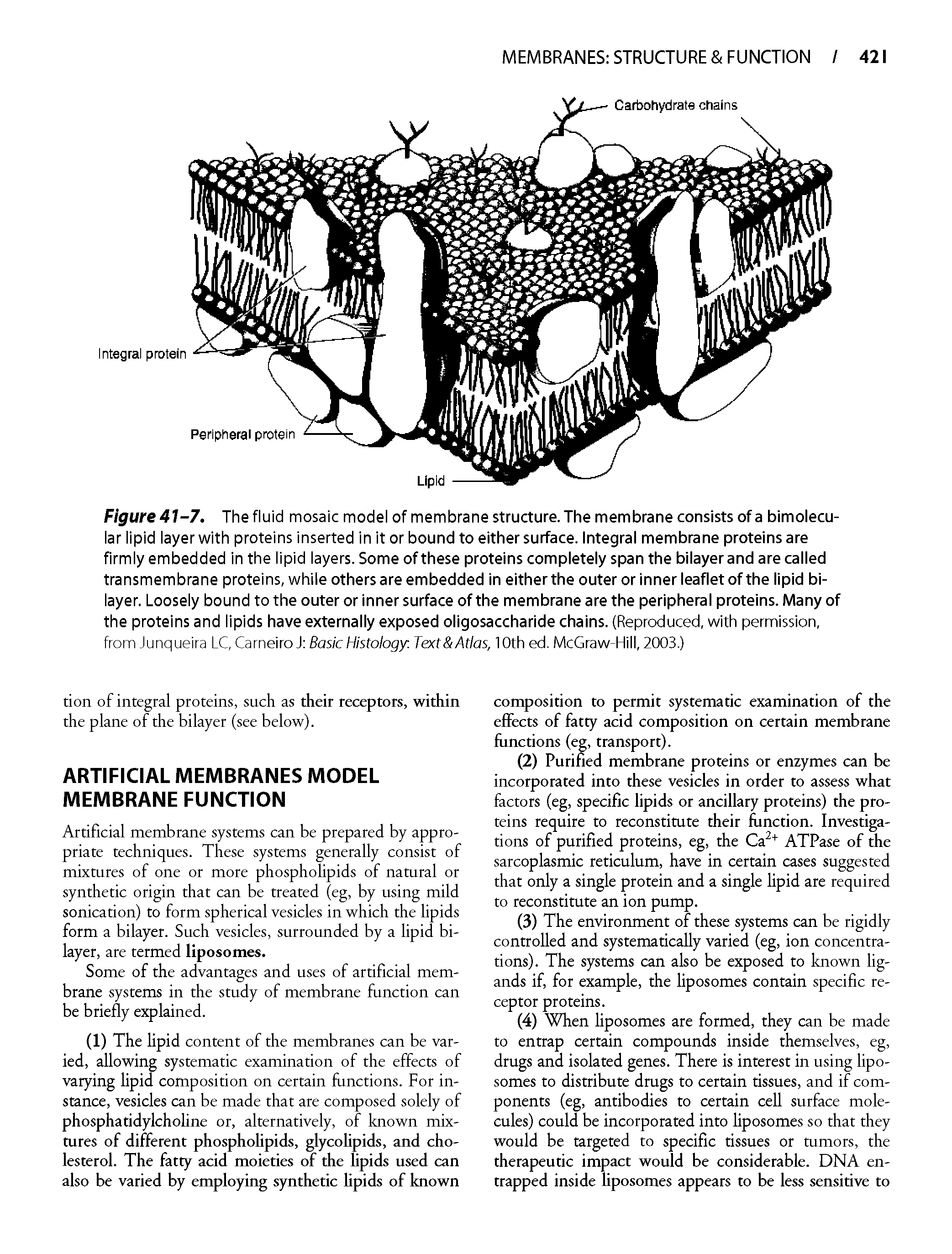 Figure 41-7. The fluid mosaic model of membrane structure. The membrane consists of a bimolecu-lar lipid layer with proteins inserted in it or bound to either surface. Integral membrane proteins are firmly embedded in the lipid layers. Some of these proteins completely span the bilayer and are called transmembrane proteins, while others are embedded in either the outer or inner leaflet of the lipid bilayer. Loosely bound to the outer or inner surface of the membrane are the peripheral proteins. Many of the proteins and lipids have externally exposed oligosaccharide chains. (Reproduced, with permission, from Junqueira LC, Carneiro J Basic Histology. Text Atlas, 10th ed. McGraw-Hill, 2003.)...