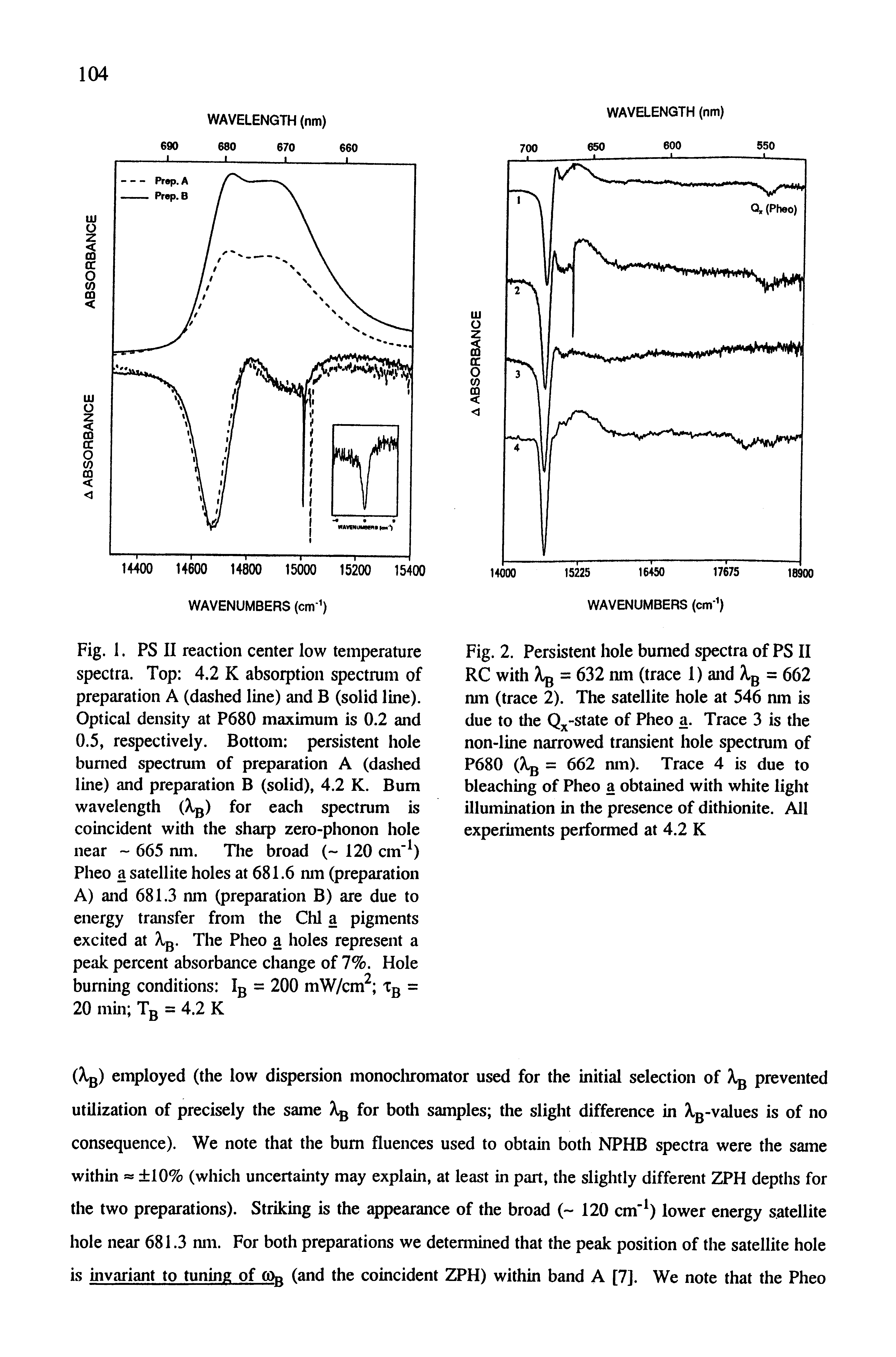 Fig. 1. PS II reaction center low temperature spectra. Top 4.2 K absorption spectrum of preparation A (dashed line) and B (solid line). Optical density at P680 maximum is 0.2 and 0.5, respectively. Bottom persistent hole burned spectrum of preparation A (dashed line) and preparation B (solid), 4.2 K. Bum wavelength (A. ) for each spectrum is coincident with the sharp zero-phonon hole near 665 nm. The broad ( 120 cm" ) Pheo a satellite holes at 681.6 nm (preparation A) and 681.3 nm (preparation B) are due to energy transfer from the Chi a pigments excited at Xg. The Pheo a holes represent a peak percent absorbance change of 7%. Hole burning conditions Ig = 200 mW/cm Tg = 20 min Tg = 4.2 K...