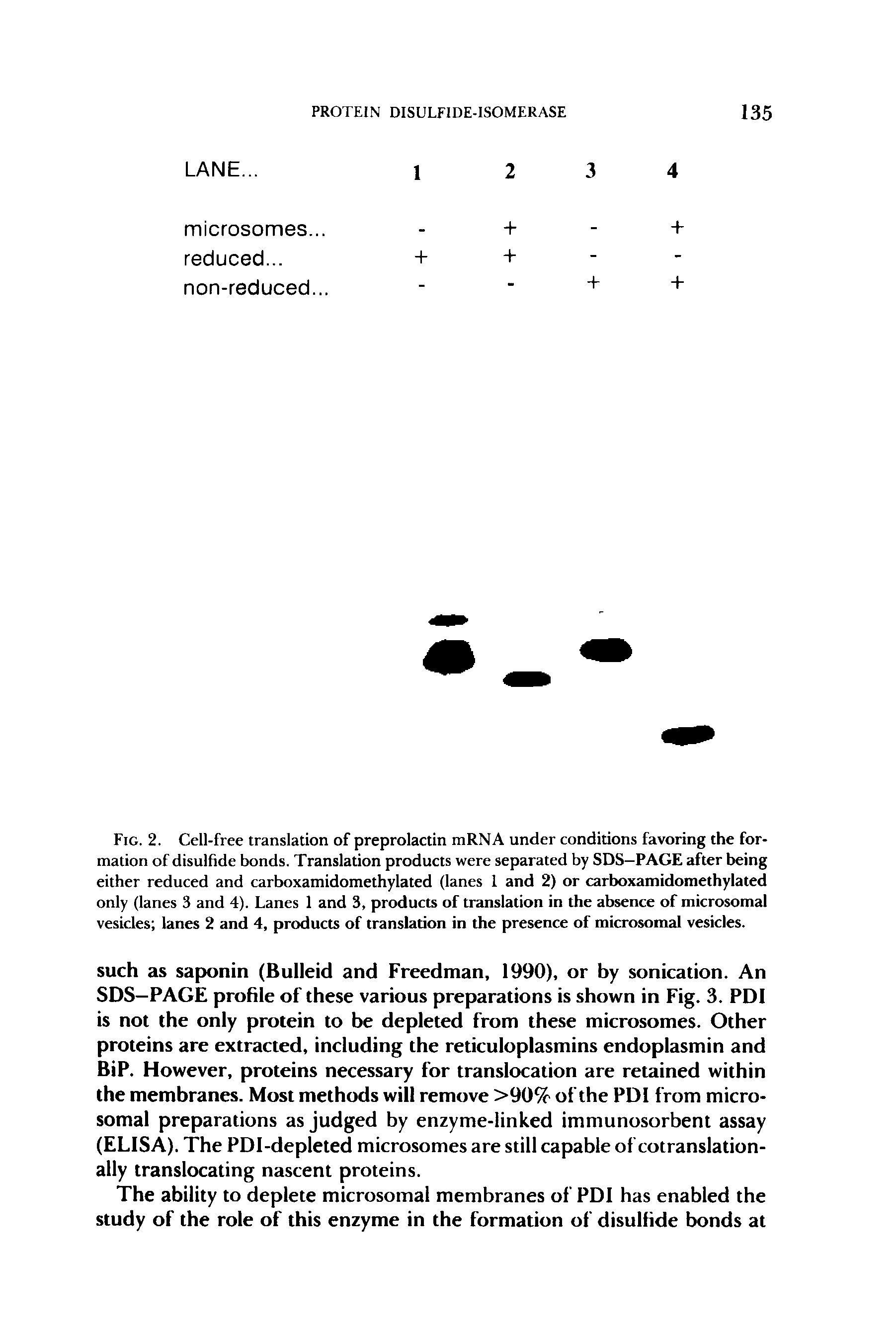 Fig. 2. Cell-free translation of preprolactin niRNA under conditions favoring the formation of disulfide bonds. Translation products were separated by SDS-PAGE after being either reduced and carboxamidomethylated (lanes 1 and 2) or carhoxamidomethylated only (lanes 3 and 4). Lanes 1 and 3, products of translation in the absence of microsomal vesicles lanes 2 and 4, products of translation in the presence of microsomal vesicles.