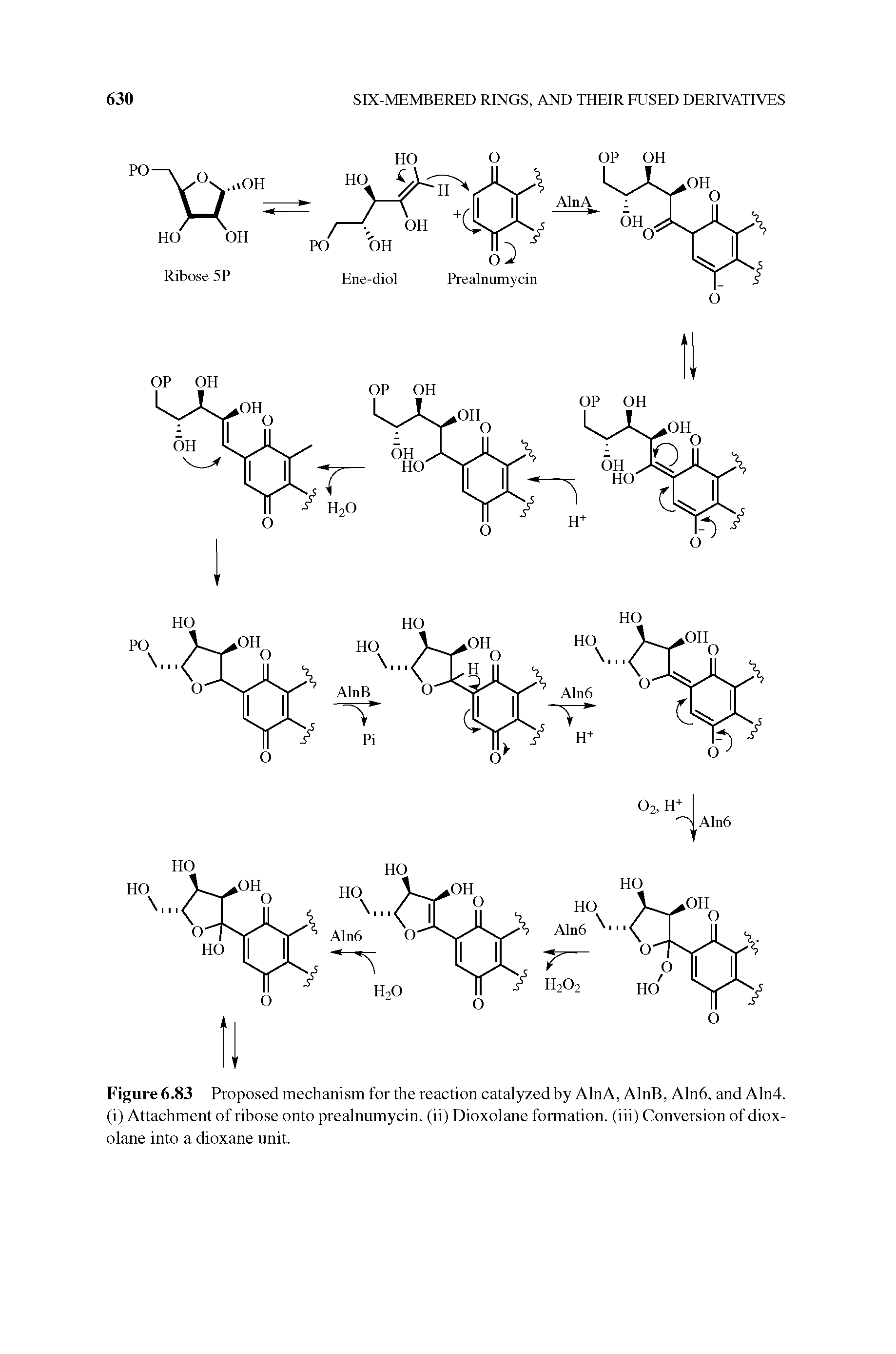 Figure 6.83 Proposed mechanism for the reaction catalyzed by AlnA, AlnB, Aln6, and Aln4. (i) Attachment of ribose onto prealnumycin. (ii) Dioxolane formation, (iii) Conversion of diox-olane into a dioxane unit.