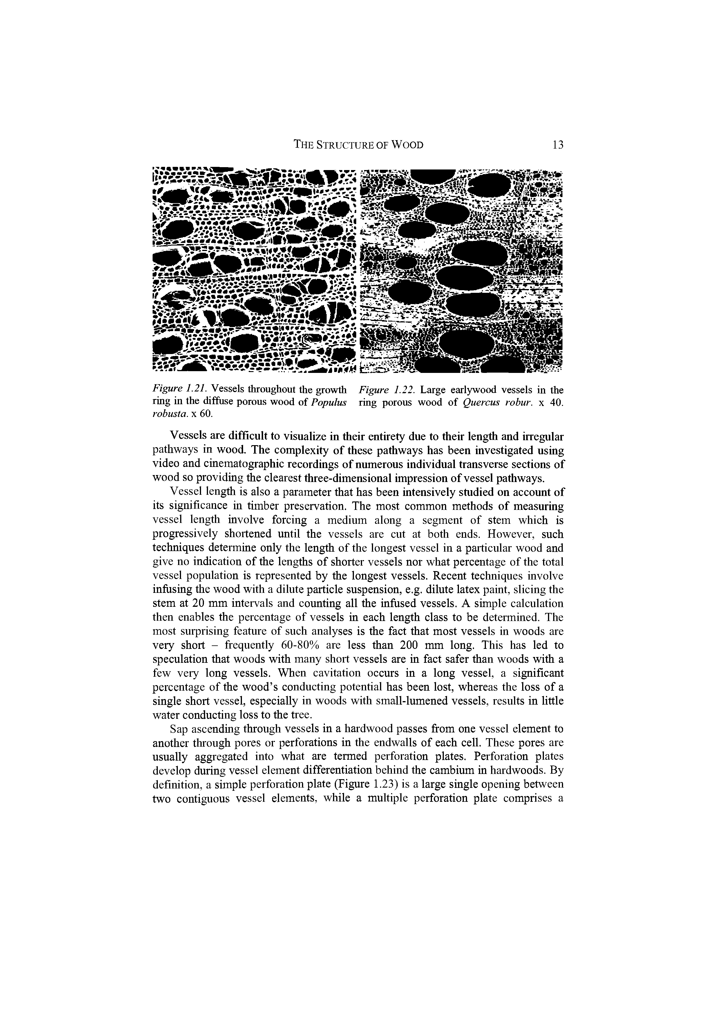 Figure 1.21. Vessels throughout the growth Figure 1.22. Large earl)fwood vessels in the ring in the diffuse porous wood of Populus ring porous wood of Quercus robur. x 40. robusta. x 60.