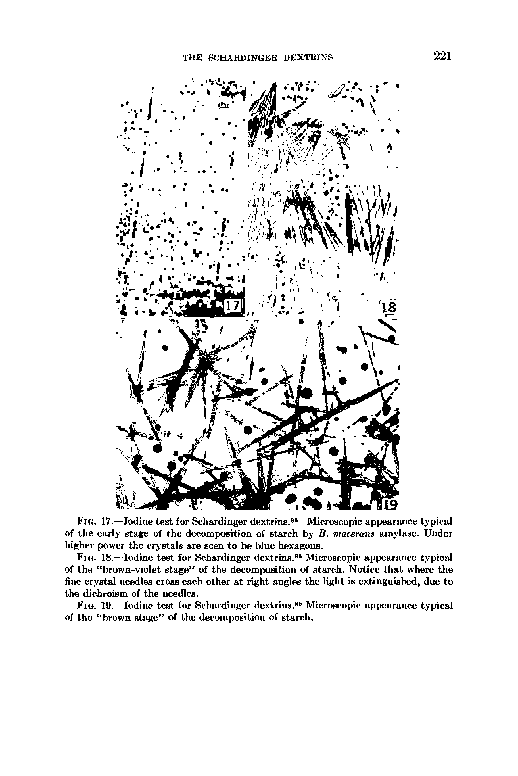 Fig. 17-—Iodine test for Schardinger dextrins. Microscopic appearance typical of the early stage of the decomposition of starch by B. macerans amylase. Under higher power the crystals are seen to be blue hexagons.