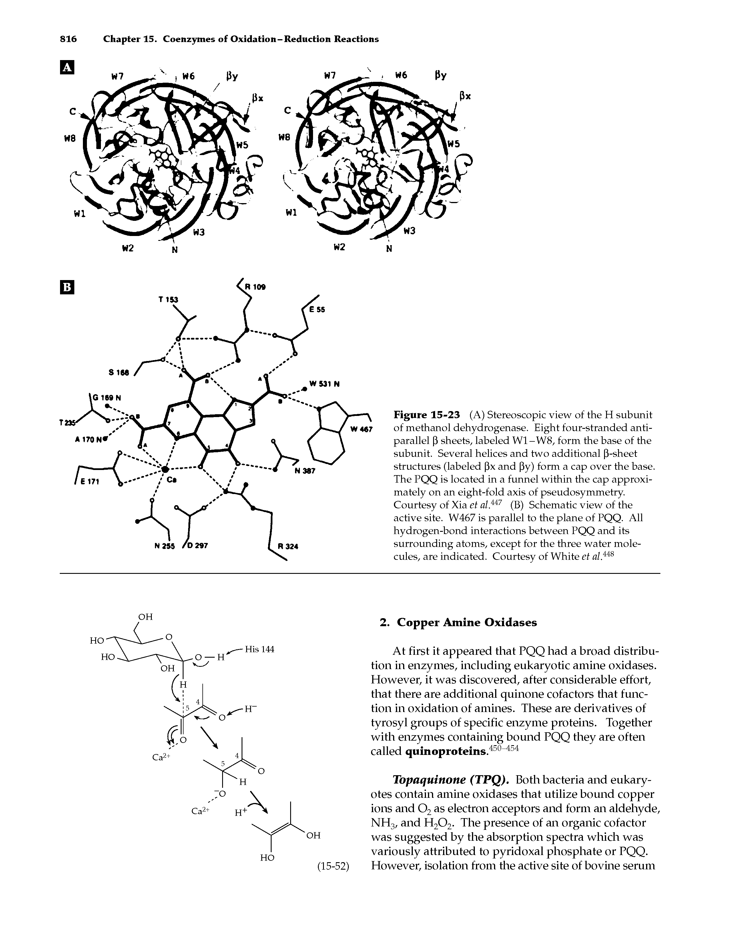 Figure 15-23 (A) Stereoscopic view of the H subunit of methanol dehydrogenase. Eight four-stranded antiparallel 3 sheets, labeled W1-W8, form the base of the subunit. Several helices and two additional P-sheet structures (labeled Px and Py) form a cap over the base. The PQQ is located in a funnel within the cap approximately on an eight-fold axis of pseudosymmetry. Courtesy of Xia et al.ii7 (B) Schematic view of the active site. W467 is parallel to the plane of PQQ. All hydrogen-bond interactions between PQQ and its surrounding atoms, except for the three water molecules, are indicated. Courtesy of White et al.ii8...