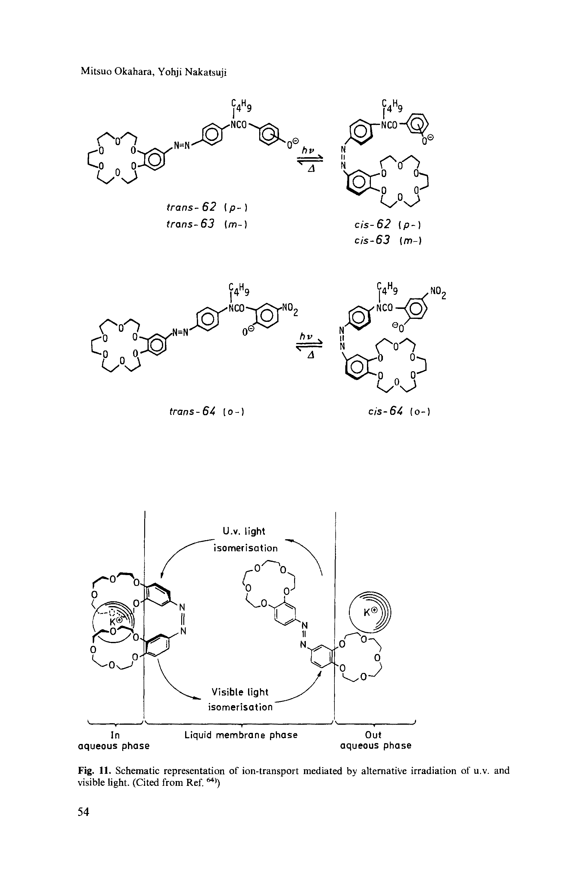 Fig. 11. Schematic representation of ion-transport mediated by alternative irradiation of u.v. and visible light. (Cited from Ref. 64))...