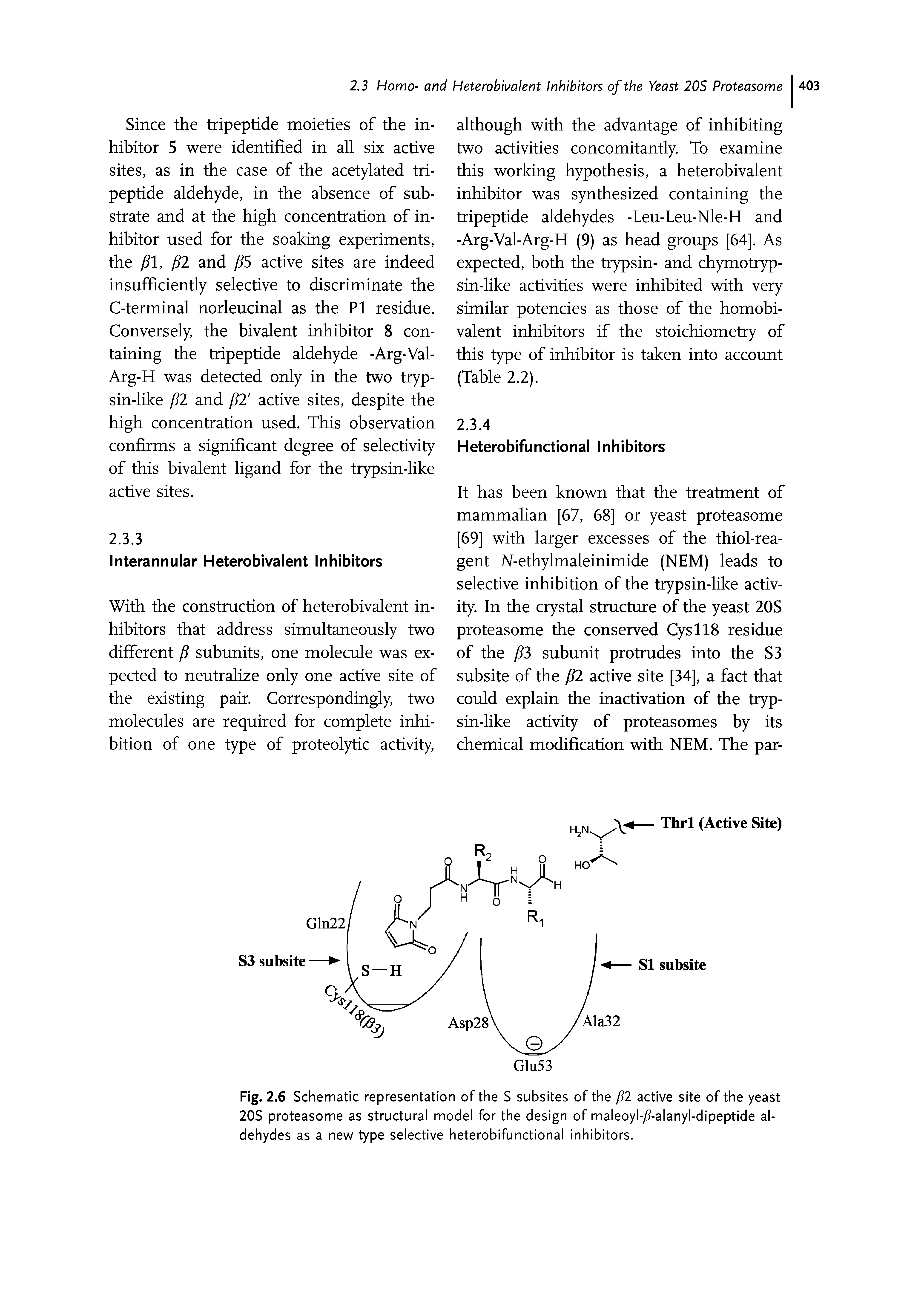 Fig. 2.6 Schematic representation of the S subsites of the p2 active site of the yeast 20S proteasome as structural model for the design of maleoyl-y -alanyl-dipeptide aldehydes as a new type selective heterobifunctional inhibitors.