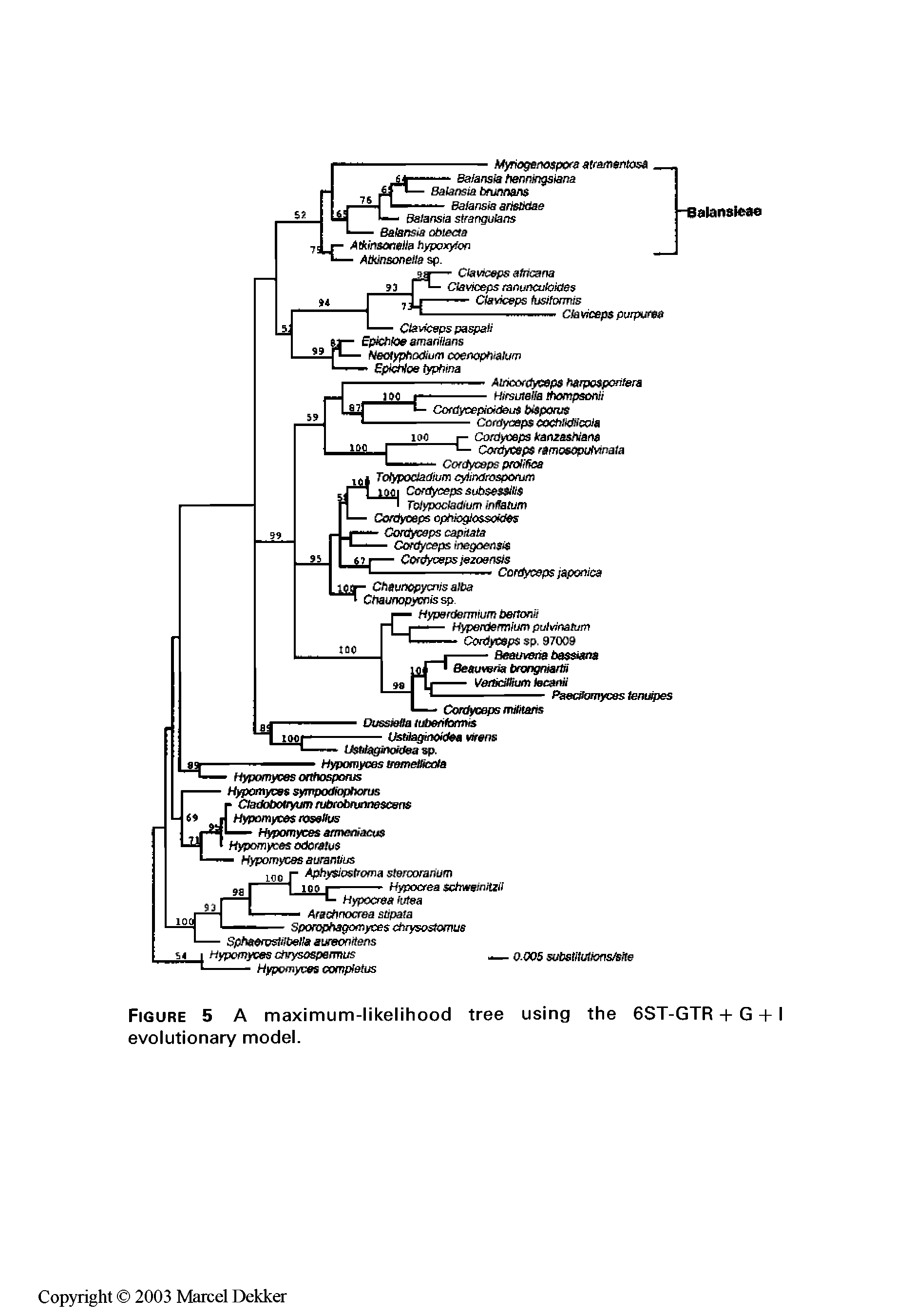 Figure 5 A maximum-likelihood tree evolutionary model.