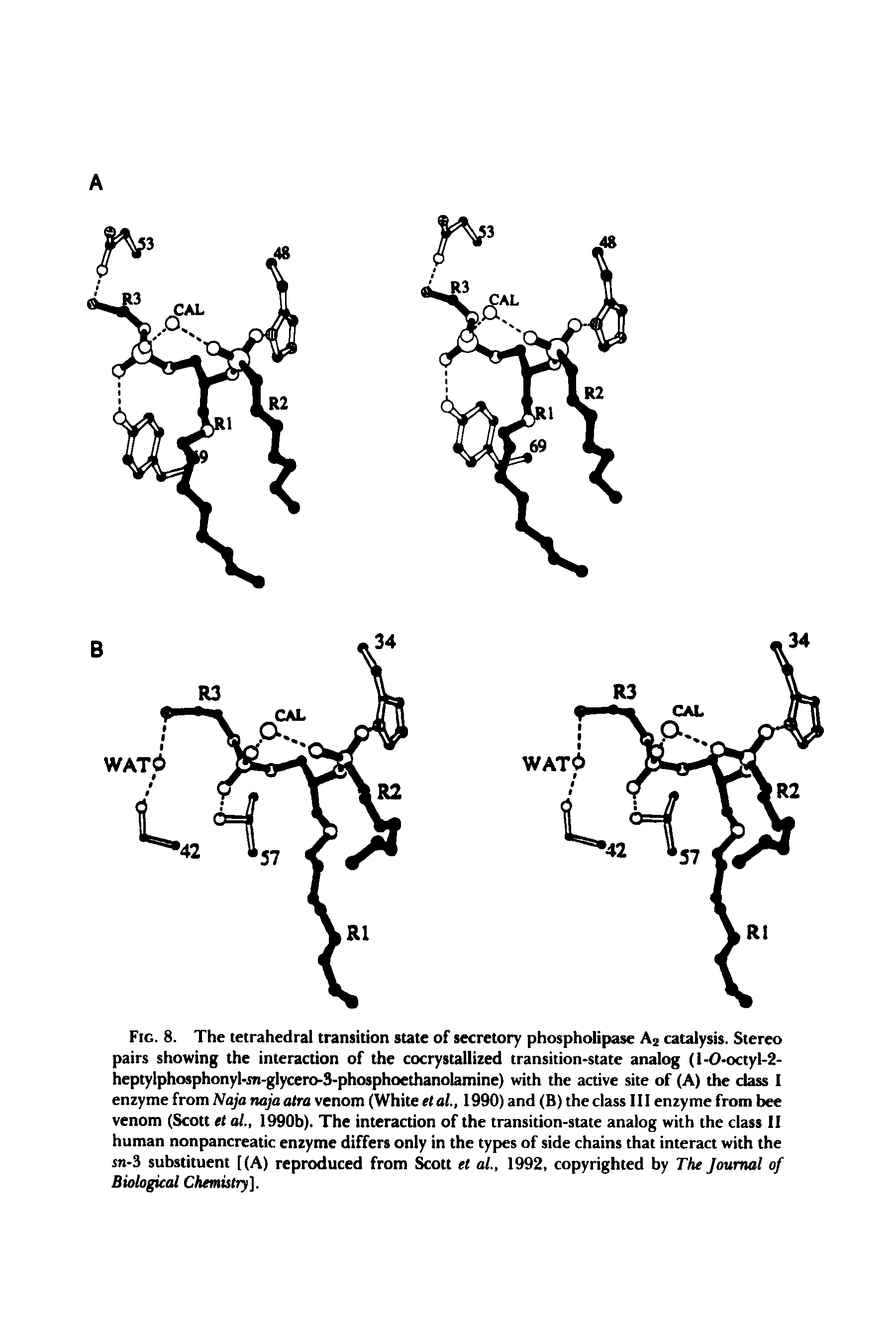 Fig. 8. The tetrahedral transition state of secretory phospholipase A2 catalysis. Stereo pairs showing the interaction of the cocrystallized transition-state analog (l-O-octyl-2-heptylphosphonyl-sn-glycero-3-phosphoethanolamine) with the active site of (A) the class I enzyme from Naja naja atra venom (White et al, 1990) and (B) the class 111 enzyme from bee venom (Scott et al., 1990b). The interaction of the transition-state analog with the class II human nonpancreatic enzyme differs only in the types of side chains that interact with the sn-3 substituent [(A) reproduced from ott et al., 1992, copyrighted by The Journal of Biological Chemistry].