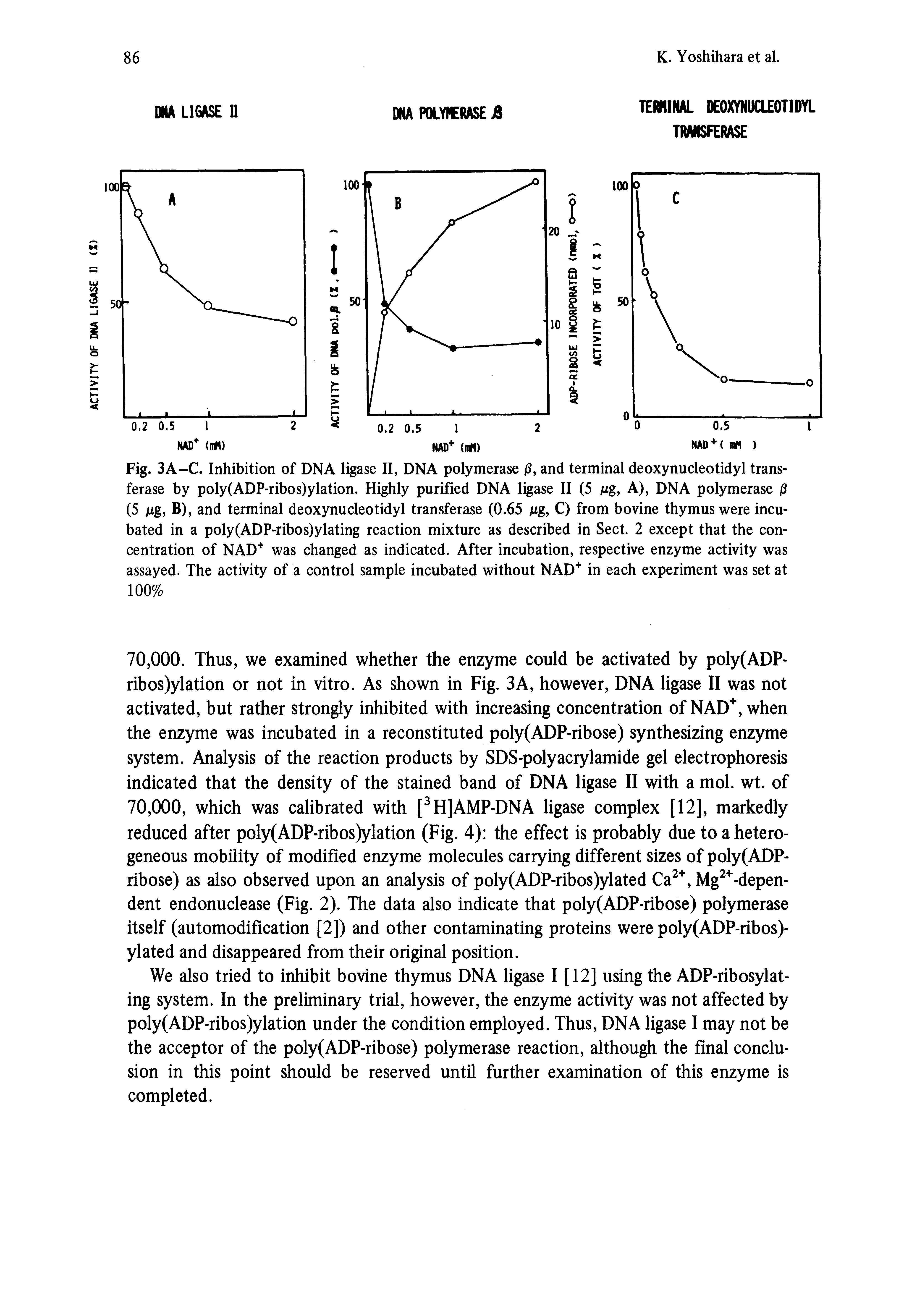 Fig. 3A-C. Inhibition of DNA ligase II, DNA polymerase jS, and terminal deoxynucleotidyl transferase by poly(ADP-ribos)ylation. Highly purified DNA ligase II (5 Mg, A), DNA polymerase ]3 (5 Mg, B), and terminal deoxynucleotidyl transferase (0.65 Mg, Q from bovine thymus were incubated in a poly(ADP-ribos)ylating reaction mixture as described in Sect. 2 except that the concentration of NAD was changed as indicated. After incubation, respective enzyme activity was assayed. The activity of a control sample incubated without NAD in each experiment was set at 100%...