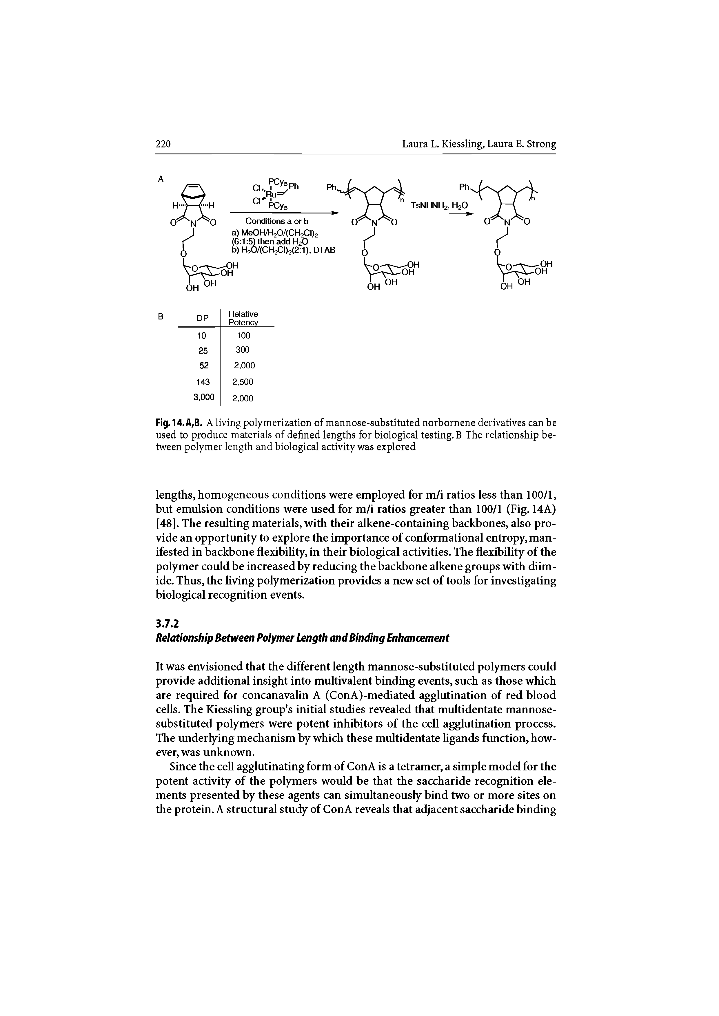 Fig. 14. A,B. A living polymerization of mannose-substituted norbornene derivatives can be used to produce materials of defined lengths for biological testing. B The relationship between polymer length and biological activity was explored...