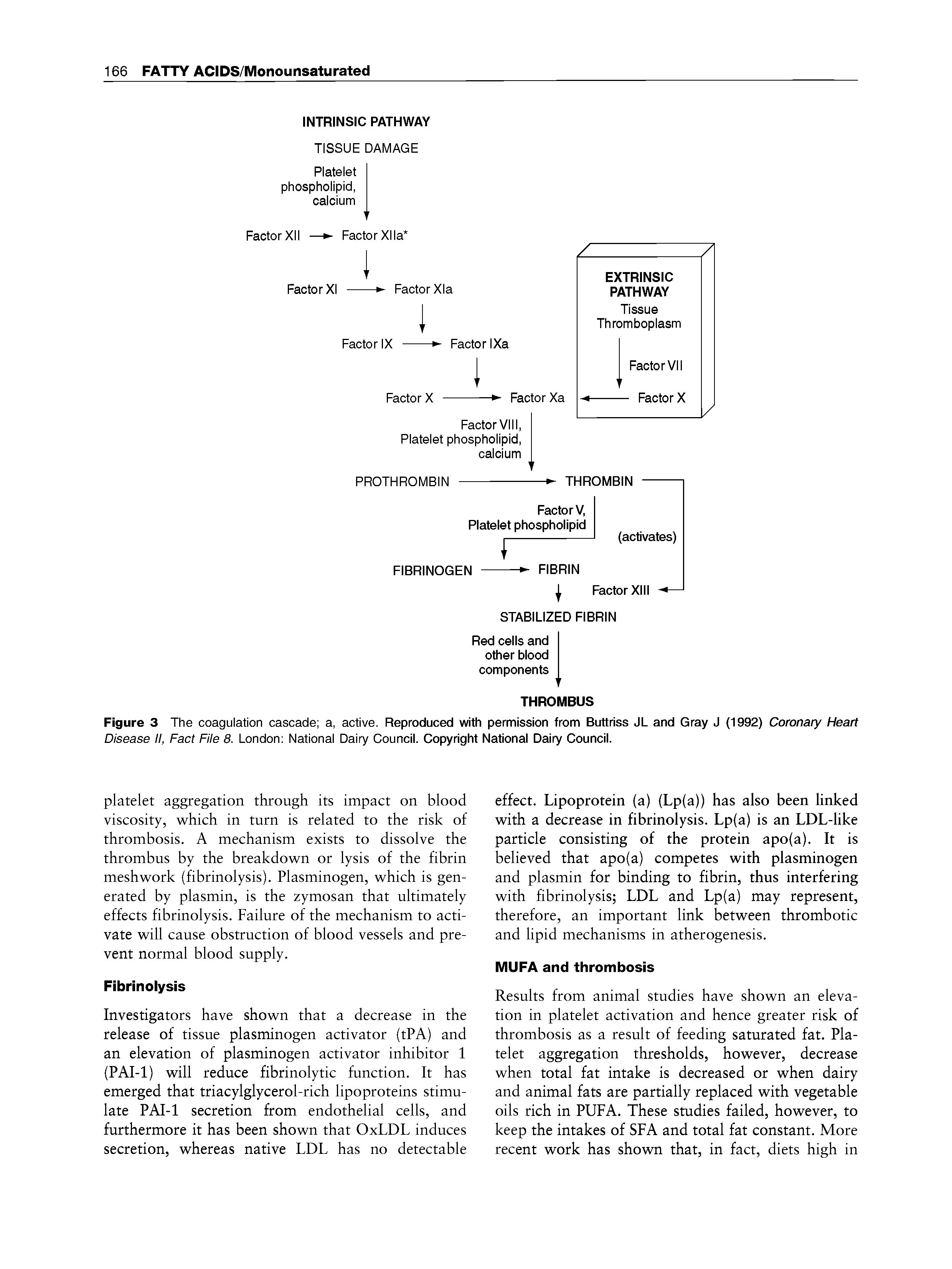 Figure 3 The coagulation cascade a, active. Reproduced with permission from Buttriss JL and Gray J (1992) Coronary Heart Disease II, Fact File 8. London National Dairy Council. Copyright National Dairy Council.