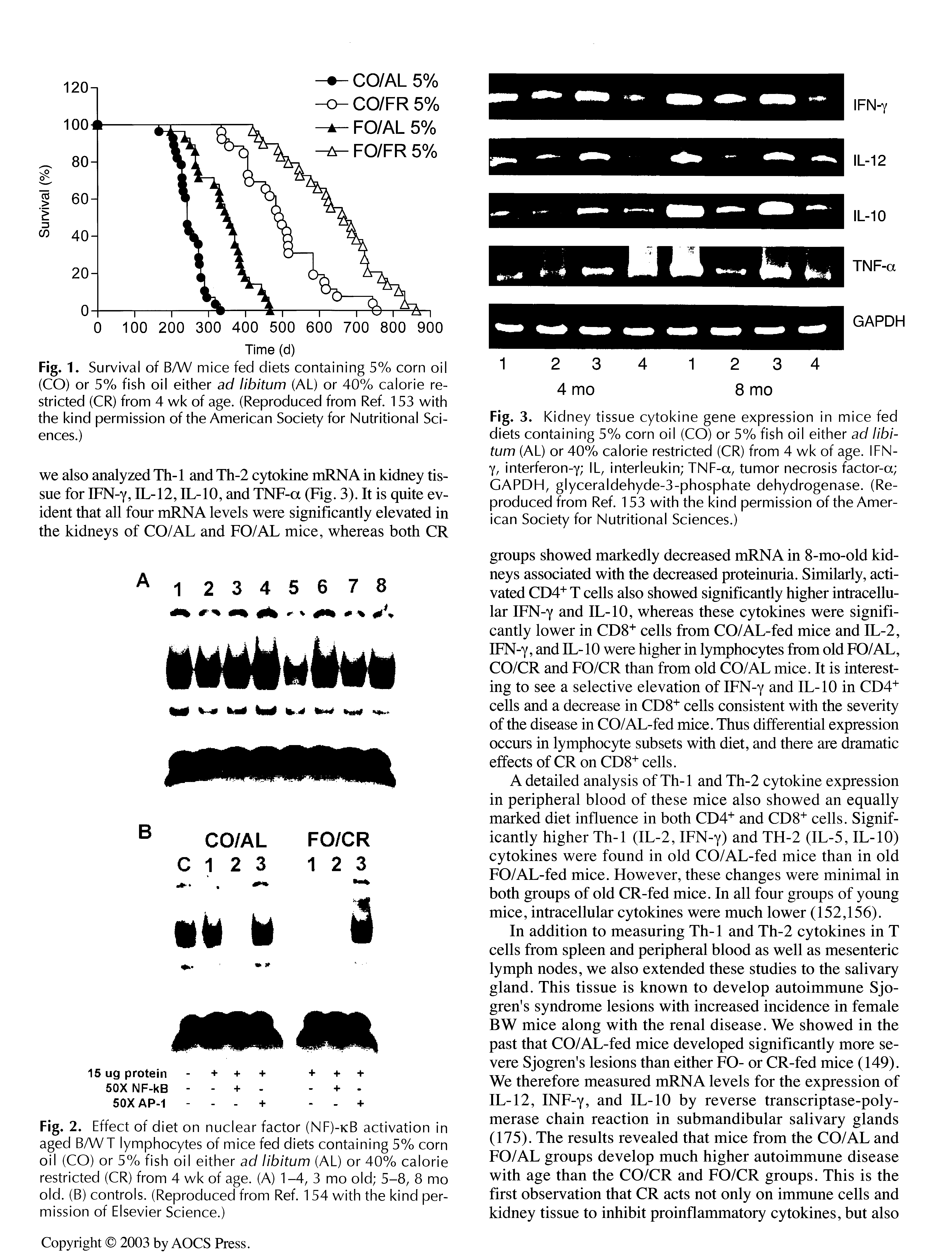 Fig. 3. Kidney tissue cytokine gene expression in mice fed diets containing 5% corn oil (CO) or 5% fish oil either ad libitum (AL) or 40% calorie restricted (CR) from 4 wk of age. IFN-Y, interferon-y IL, interleukin TNF-a, tumor necrosis factor-a GAPDH, glyceraldehyde-3-phosphate dehydrogenase. (Reproduced from Ref. 153 with the kind permission of the American Society for Nutritional Sciences.)...