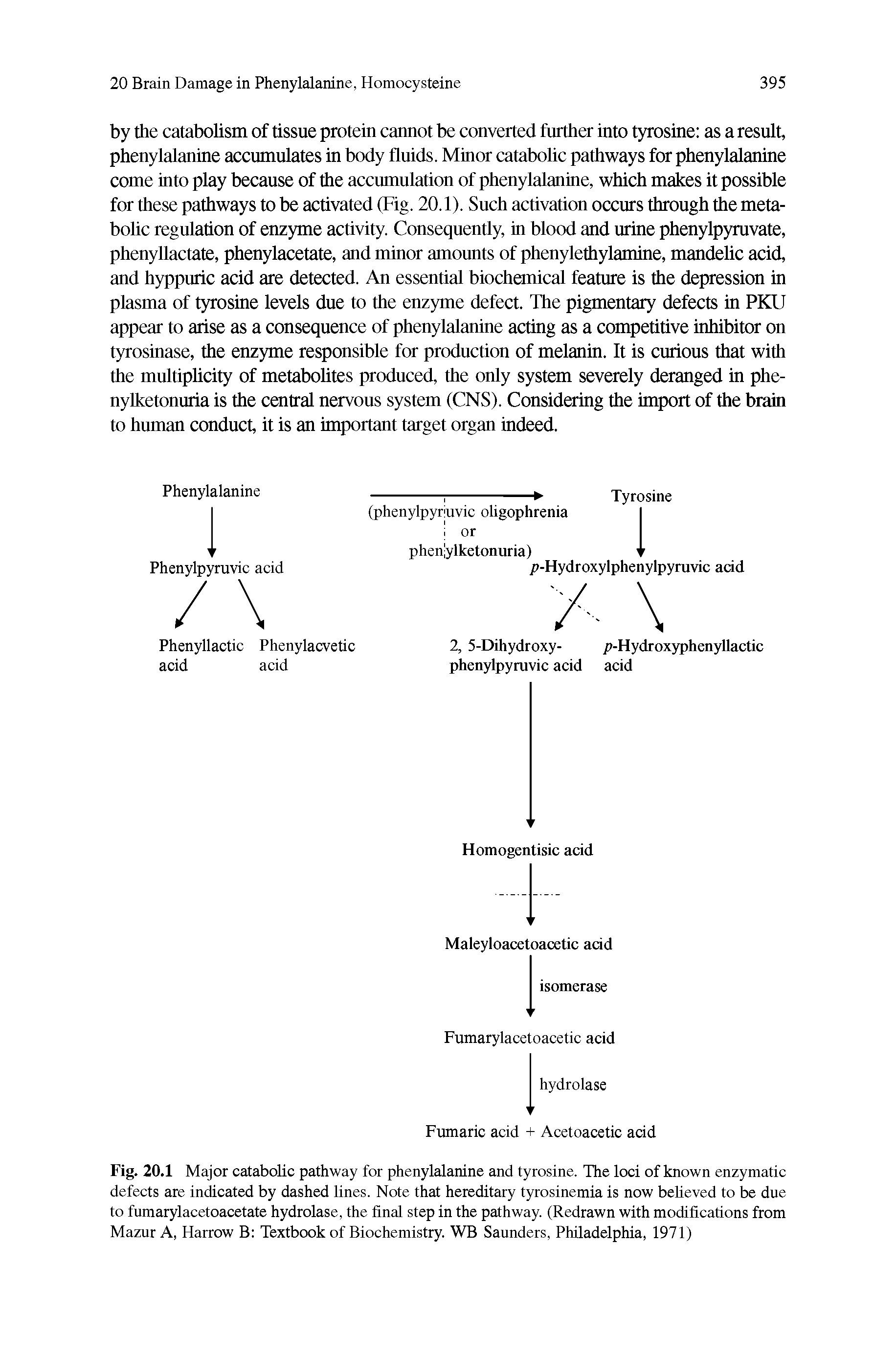 Fig. 20.1 Major catabolic pathway for phenylalanine and tyrosine. The loci of known enzymatic defects are indicated by dashed lines. Note that hereditary tyrosinemia is now believed to be due to fumarylacetoacetate hydrolase, the final step in the pathway. (Redrawn with modifications from Mazur A, Harrow B Textbook of Biochemistry. WB Saunders, Philadelphia, 1971)...