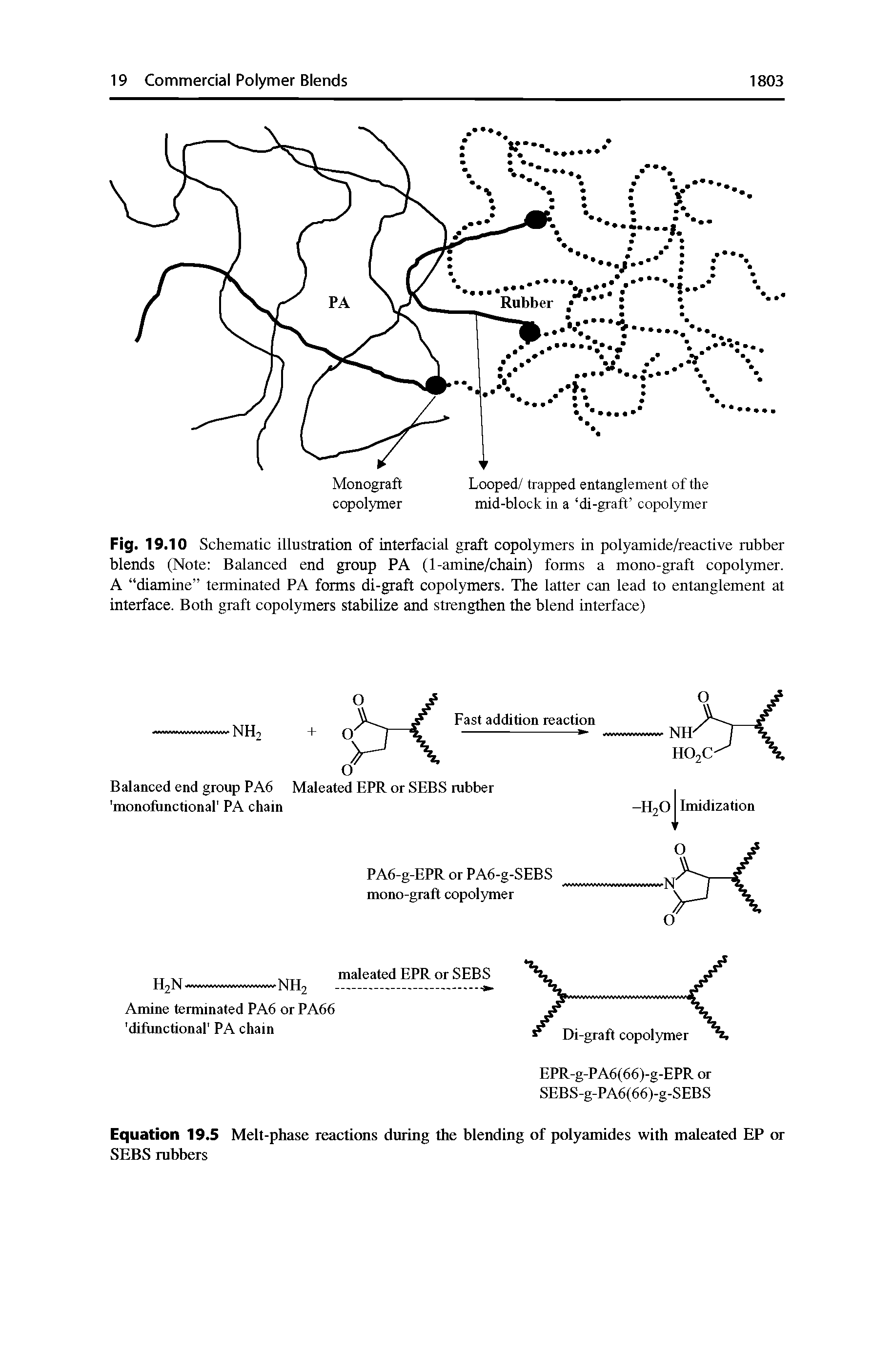 Fig. 19.10 Schematic illustration of interfacial graft copolymers in polyamide/reactive rubber blends (Note Balanced end group PA (1-amine/chain) forms a mono-graft copolymer. A diamine terminated PA forms di-graft copolymers. The latter can lead to entanglement at interface. Both graft copolymers stabilize and strengthen the blend interface)...