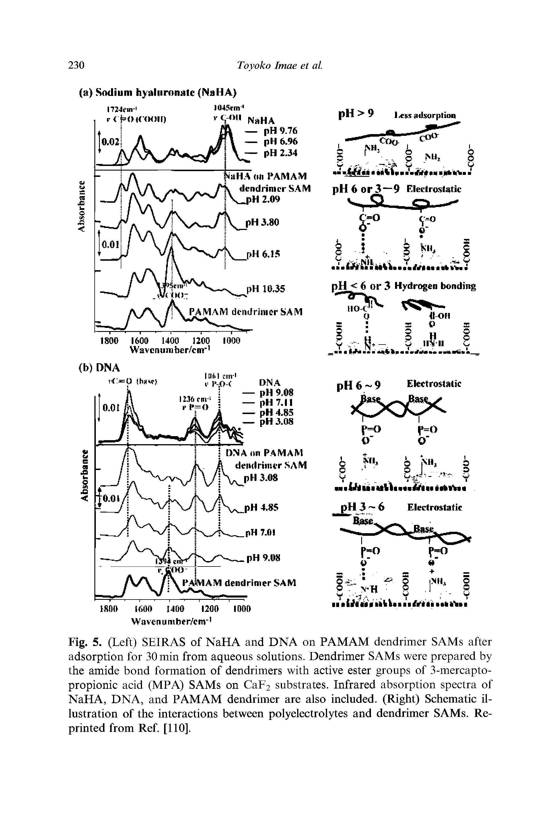 Fig. 5. (Left) SEIRAS of NaHA and DNA on PAMAM dendrimer SAMs after adsorption for 30 min from aqueous solutions. Dendrimer SAMs were prepared by the amide bond formation of dendrimers with active ester groups of 3-mercapto-propionic acid (MPA) SAMs on CaF2 substrates. Infrared absorption spectra of NaHA, DNA, and PAMAM dendrimer are also included. (Right) Schematic illustration of the interactions between polyelectrolytes and dendrimer SAMs. Reprinted from Ref. [110].