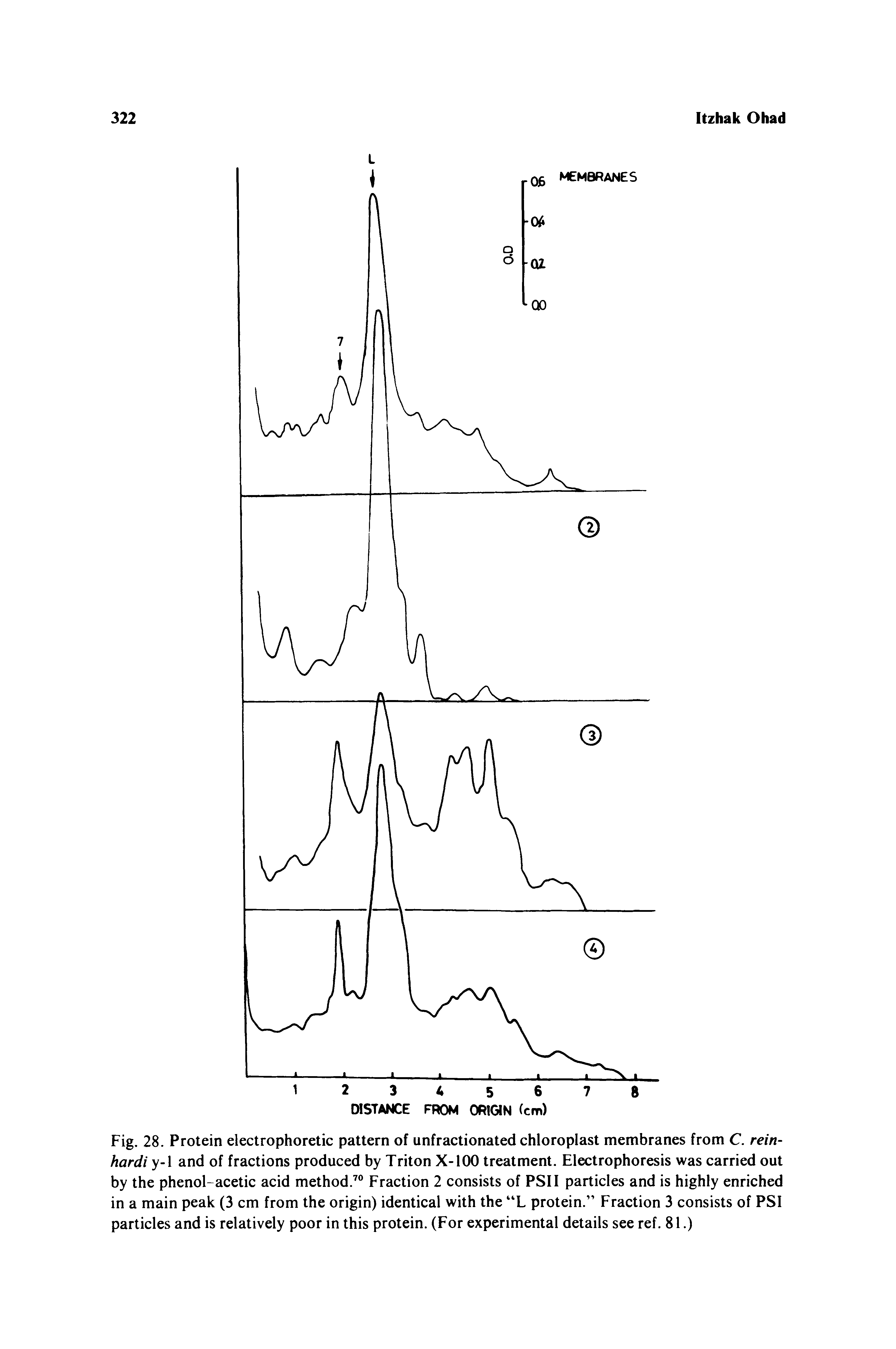 Fig. 28. Protein electrophoretic pattern of unfractionated chloroplast membranes from C. rein-hardi y-1 and of fractions produced by Triton X-lOO treatment. Electrophoresis was carried out by the phenol-acetic acid method." Fraction 2 consists of PSII particles and is highly enriched in a main peak (3 cm from the origin) identical with the L protein. Fraction 3 consists of PSI particles and is relatively poor in this protein. (For experimental details see ref. 81.)...