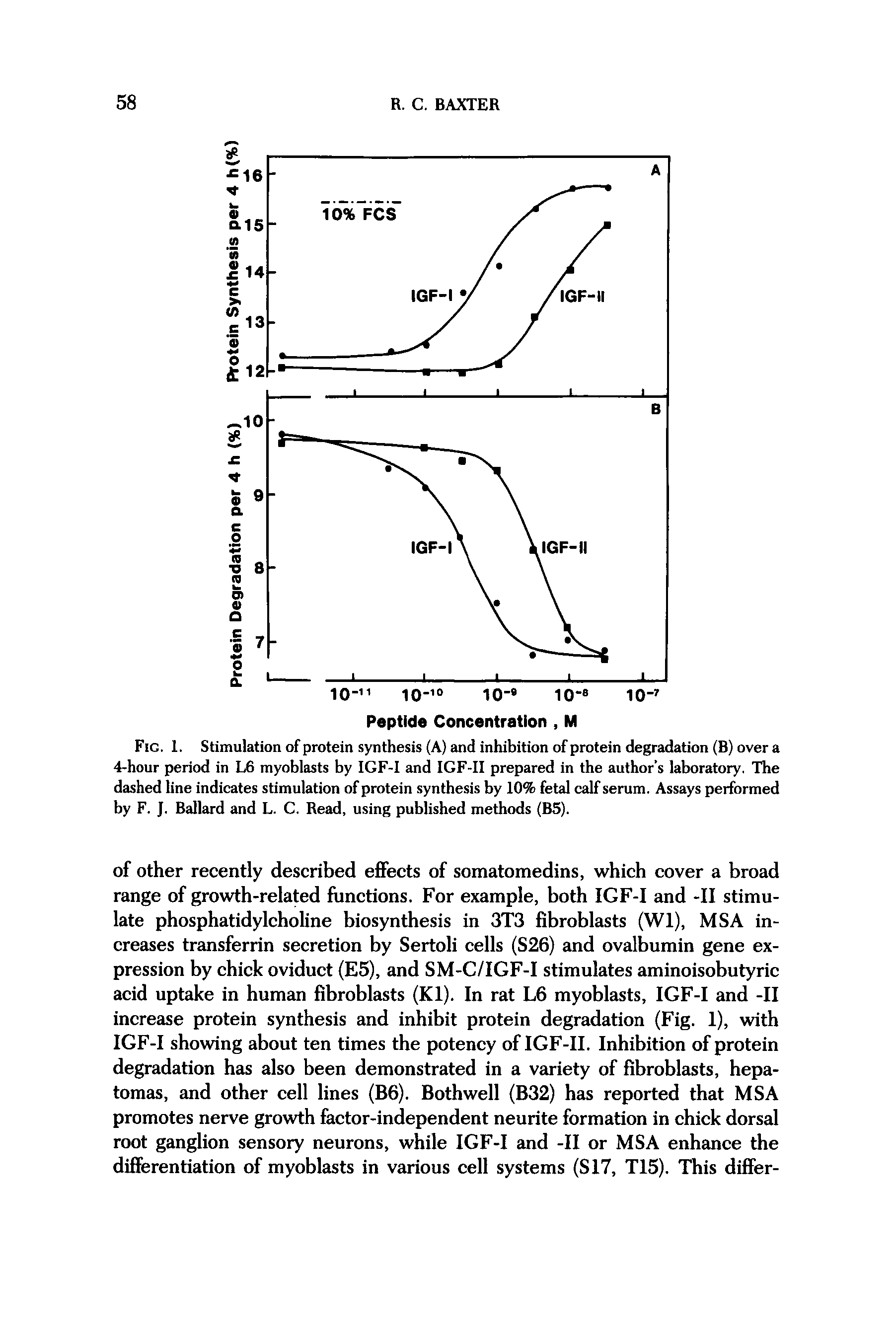 Fig. 1. Stimulation of protein synthesis (A) and inhibition of protein degradation (B) over a 4-hour period in L6 myoblasts by IGF-I and IGF-II prepared in the author s laboratory. The dashed hne indicates stimulation of protein synthesis by 10% fetal calf serum. Assays performed by F. J. Ballard and L. C. Read, using published methods (B5).