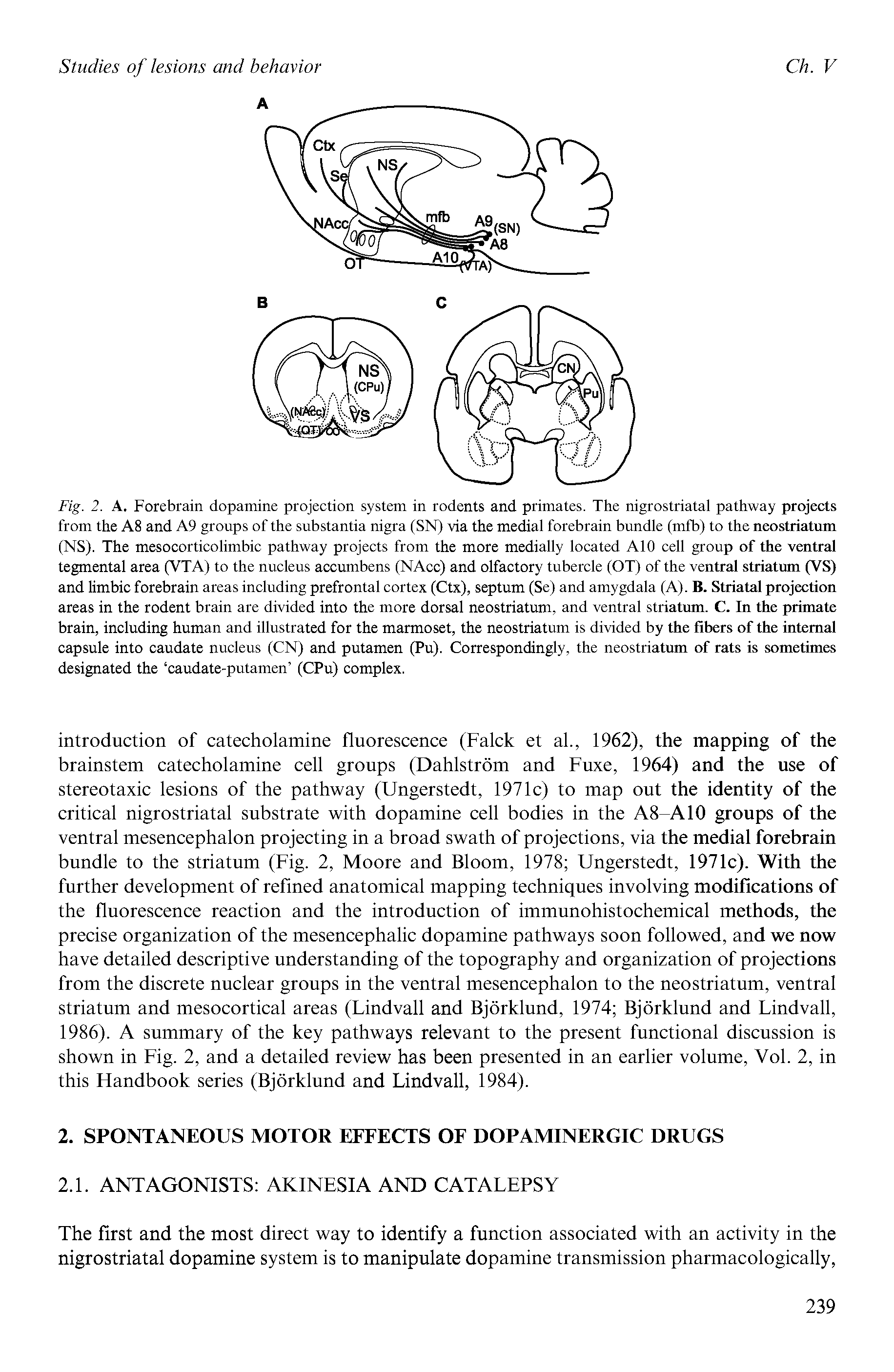 Fig. 2. A. Forebrain dopamine projection system in rodents and primates. The nigrostriatal pathway projects from the A8 and A9 groups of the substantia nigra (SN) via the medial forebrain bundle (mfb) to the neostriatum (NS). The mesocorticolimbic pathway projects from the more medially located A10 cell group of the ventral tegmental area (VTA) to the nucleus accumbens (NAcc) and olfactory tubercle (OT) of the ventral striatum (VS) and limbic forebrain areas including prefrontal cortex (Ctx), septum (Se) and amygdala (A). B. Striatal projection areas in the rodent brain are divided into the more dorsal neostriatum, and ventral striatum. C. In the primate brain, including human and illustrated for the marmoset, the neostriatum is divided by the fibers of the internal capsule into caudate nucleus (CN) and putamen (Pu). Correspondingly, the neostriatum of rats is sometimes designated the caudate-putamen (CPu) complex.