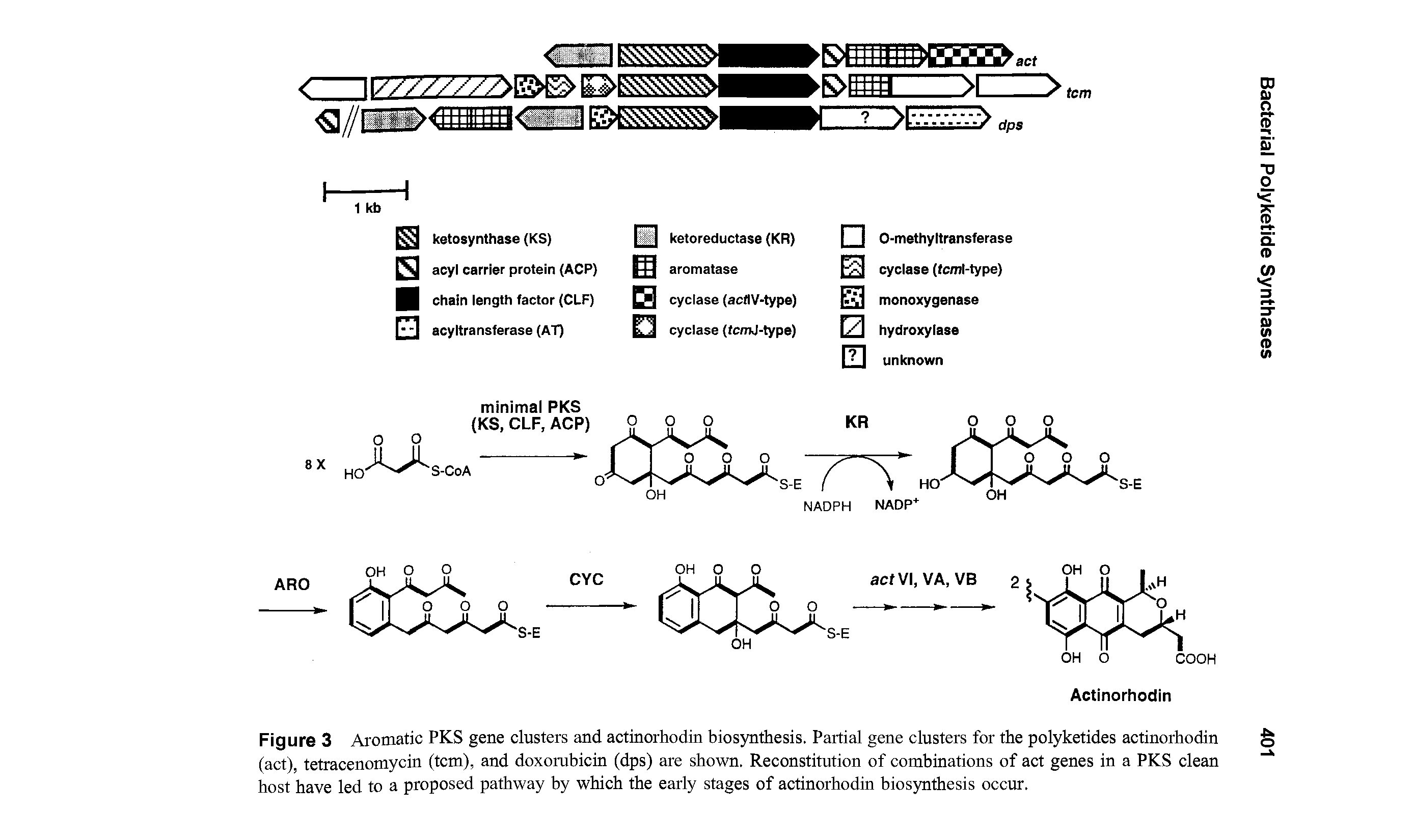 Figure 3 Aromatic PKS gene clusters and actinorhodin biosynthesis. Partial gene clusters for the polyketides actinorhodin (act), tetracenomycin (tcm), and doxorubicin (dps) are shown. Reconstitution of combinations of act genes in a PKS clean host have led to a proposed pathway by which the early stages of actinorhodin biosynthesis occur.