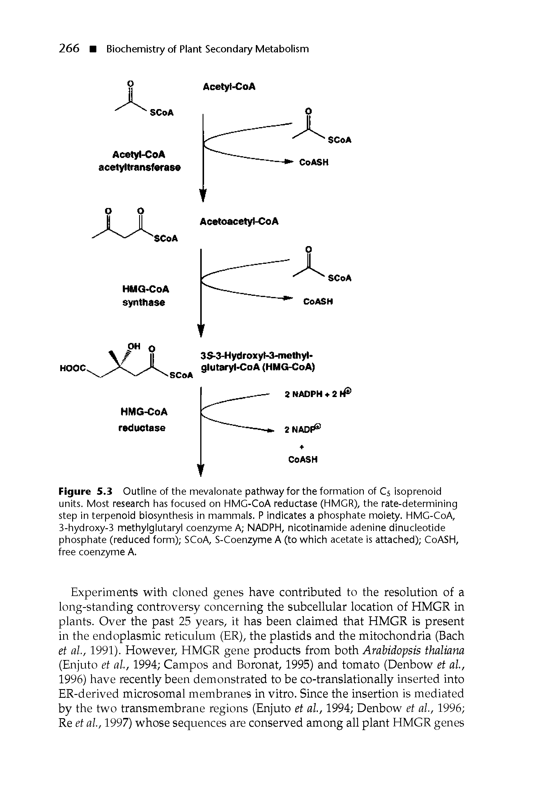 Figure 5.3 Outline of the mevalonate pathway for the formation of C5 isoprenoid units. Most research has focused on HMC-CoA reductase (HMCR), the rate-determining step in terpenoid biosynthesis in mammals. P indicates a phosphate moiety. HMC-CoA, 3-hydroxy-3 methylglutaryl coenzyme A NADPH, nicotinamide adenine dinucleotide phosphate (reduced form) SCoA, S-Coenzyme A (to which acetate is attached) CoASH, free coenzyme A.