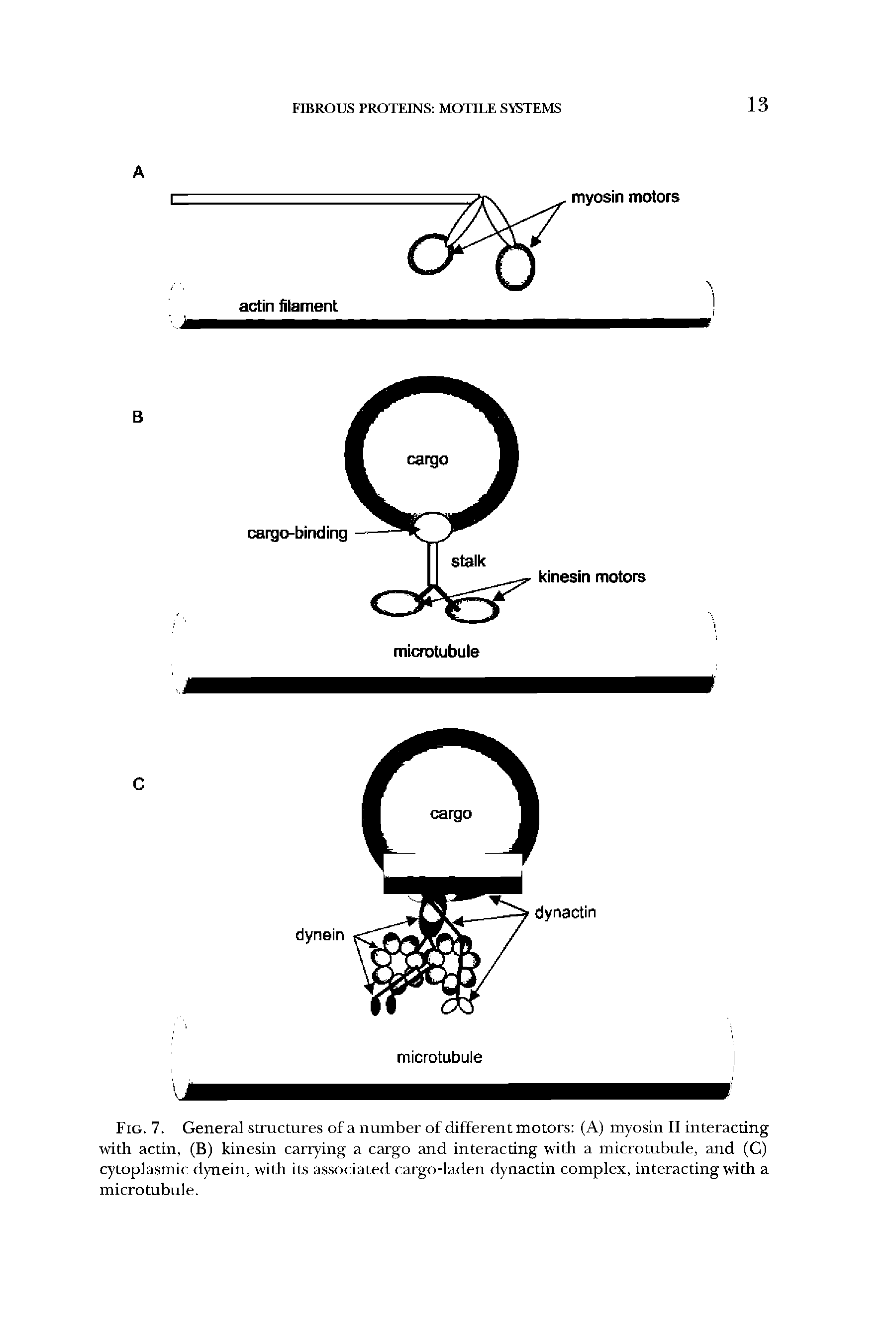 Fig. 7. General structures of a number of different motors (A) myosin II interacting with actin, (B) kinesin carrying a cargo and interacting with a microtubule, and (C) cytoplasmic dynein, with its associated cargo-laden dynactin complex, interacting with a microtubule.