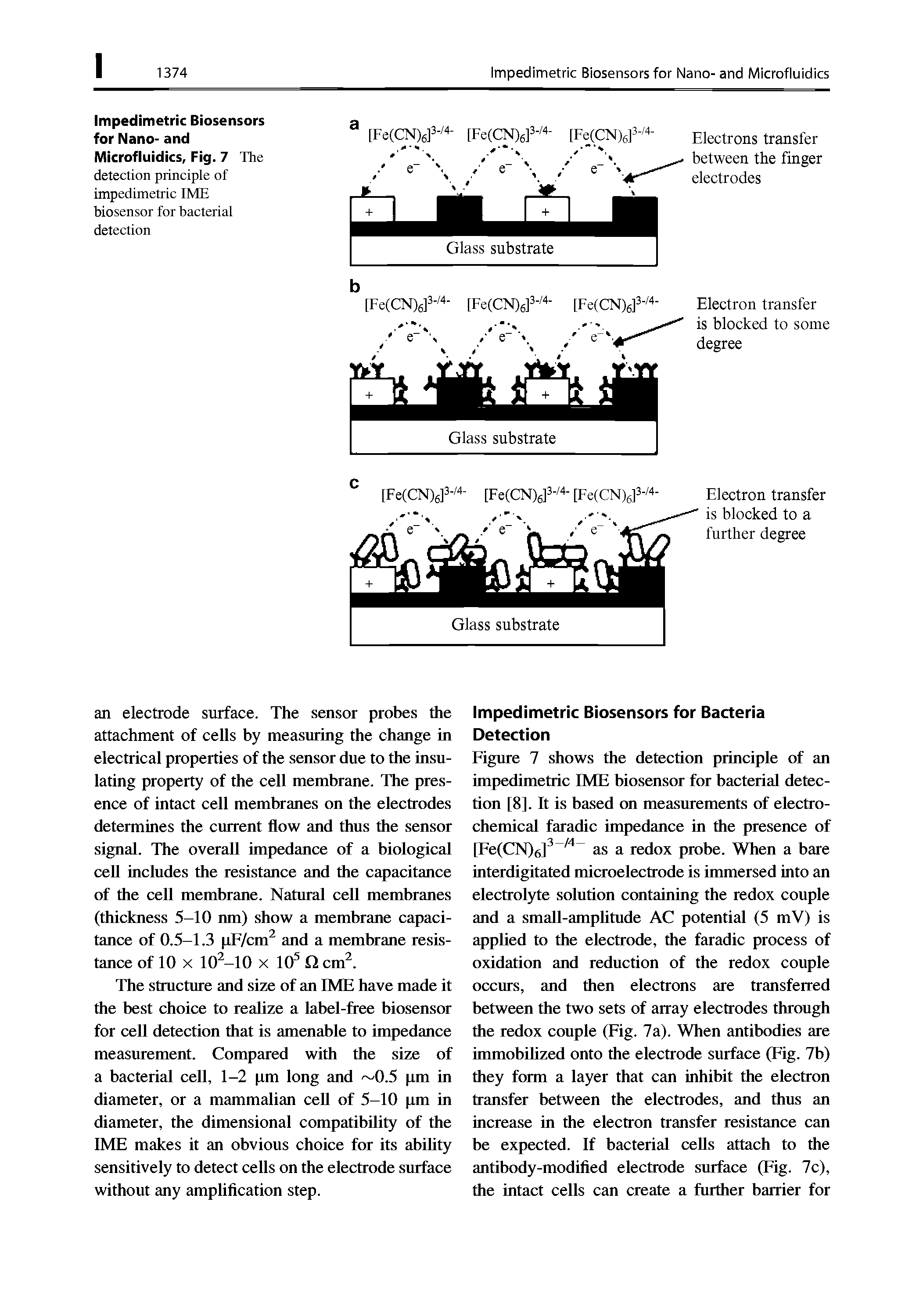 Figure 7 shows the detection principle of an impedimetric IME biosensor for bacterial detection [8]. It is based on measurements of electrochemical faradic impedance in the presence of [Fe(CN)6] " as a redox probe. When a bare interdigitated microelectrode is immersed into an electrolyte solution containing the redox couple and a small-amplitude AC potential (5 mV) is applied to the electrode, the faradic process of oxidation and reduction of the redox couple occurs, and then electrons are transferred between the two sets of array electrodes through the redox couple (Fig. 7a). When antibodies are immobilized onto the electrode surface (Fig. 7b) they form a layer that can inhibit the electron transfer between the electrodes, and thus an increase in the electron transfer resistance can be expected. If bacterial cells attach to the antibody-modified electrode surface (Fig. 7c), the intact cells can create a further barrier for...