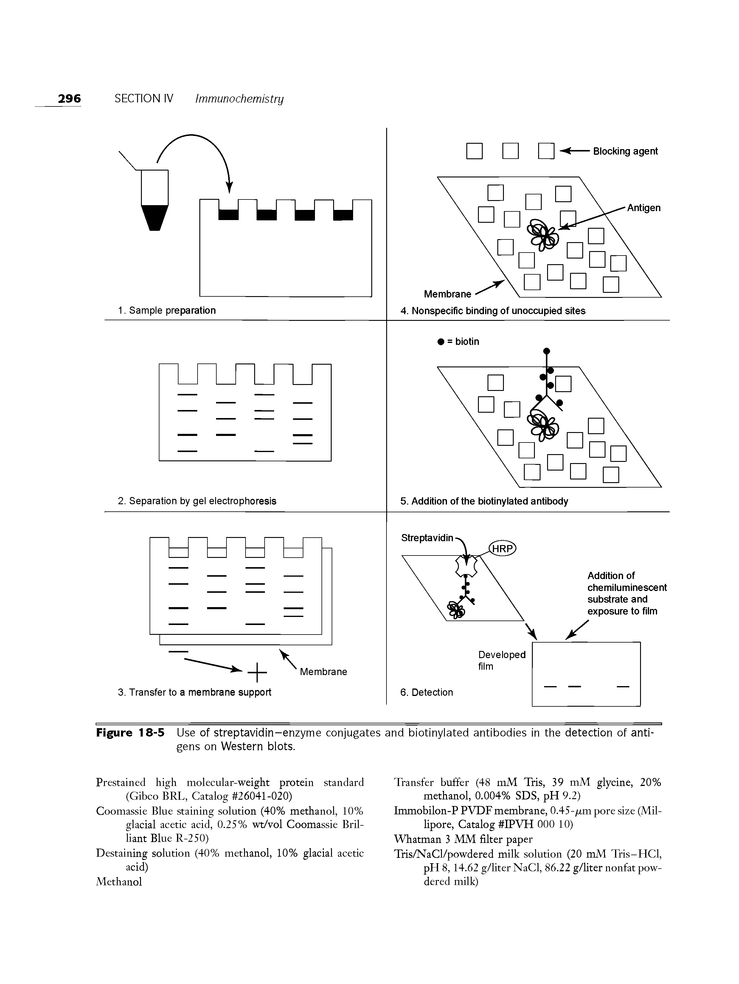 Figure 18-5 Use of streptavidin-enzyme conjugates and biotinylated antibodies in the detection of antigens on Western blots.