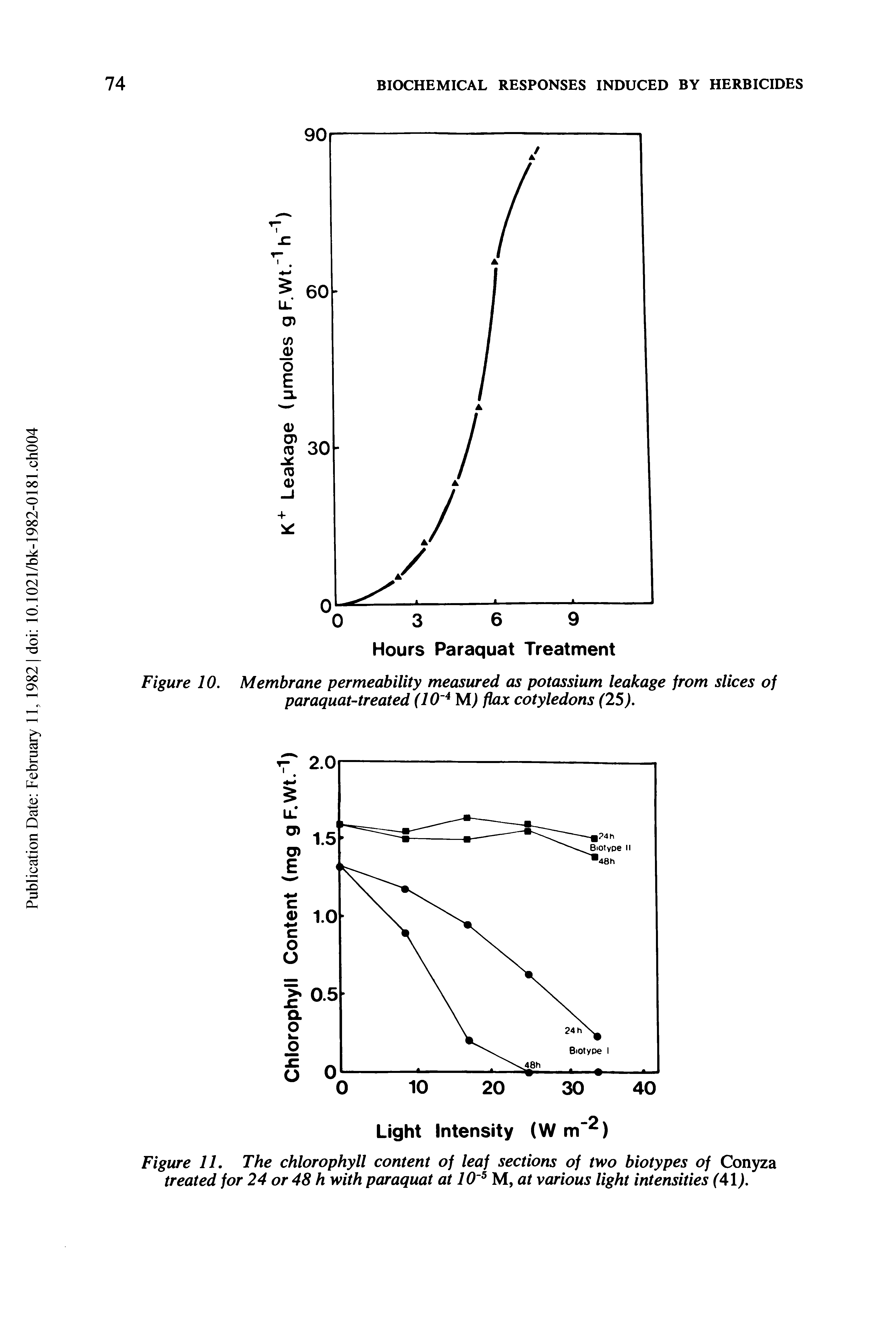 Figure 11. The chlorophyll content of leaf sections of two biotypes of Conyza treated for 24 or 48 h with paraquat at 10 M, at various light intensities (41).