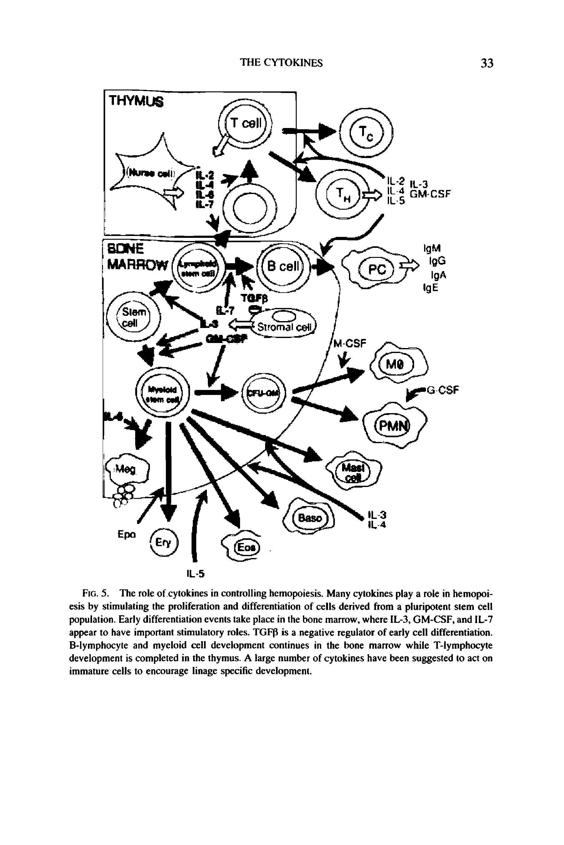 Fig. 5. The role of cytokines in controlling hemopoiesis. Many cytokines play a role in hemopoiesis by stimulating the proliferation and differentiation of cells derived from a pluripotent stem cell population. Early differentiation events take place in the bone marrow, where IL-3, GM-CSF, and IL-7 appear to have important stimulatory roles. TGFp is a negative regulator of early cell differentiation. B-lymphocyte and myeloid cell development continues in the bone marrow while T-lymphocyte development is completed in the thymus. A large number of cytokines have been suggested to act on immature cells to encourage linage specific development.