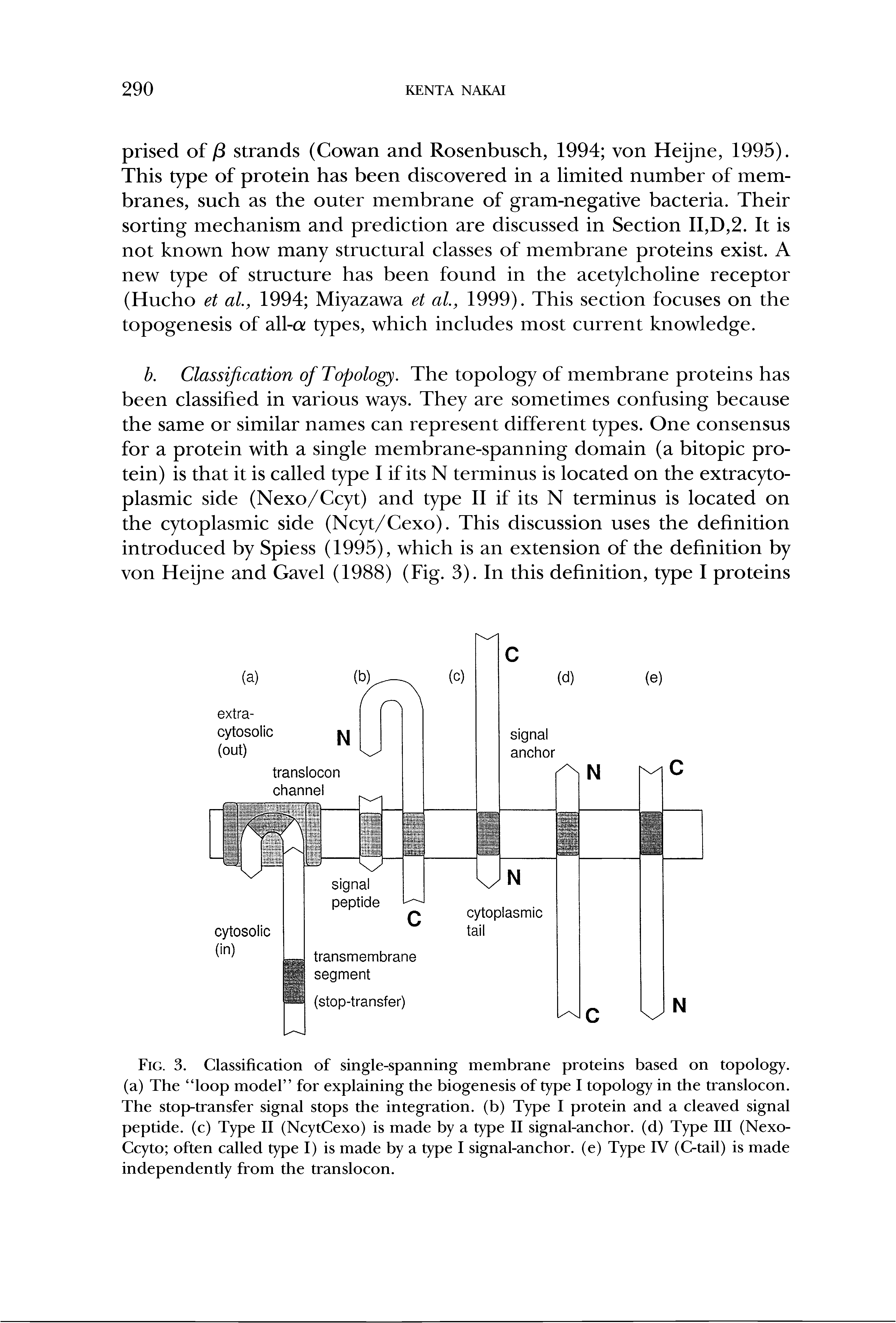 Fig. 3. Classification of single-spanning membrane proteins based on topology, (a) The loop model for explaining the biogenesis of type I topology in the translocon. The stop-transfer signal stops the integration, (b) Type I protein and a cleaved signal peptide, (c) Type II (NcytCexo) is made by a type II signal-anchor, (d) Type III (Nexo-Ccyto often called type I) is made by a type I signal-anchor, (e) Type IV (C-tail) is made independently from the translocon.