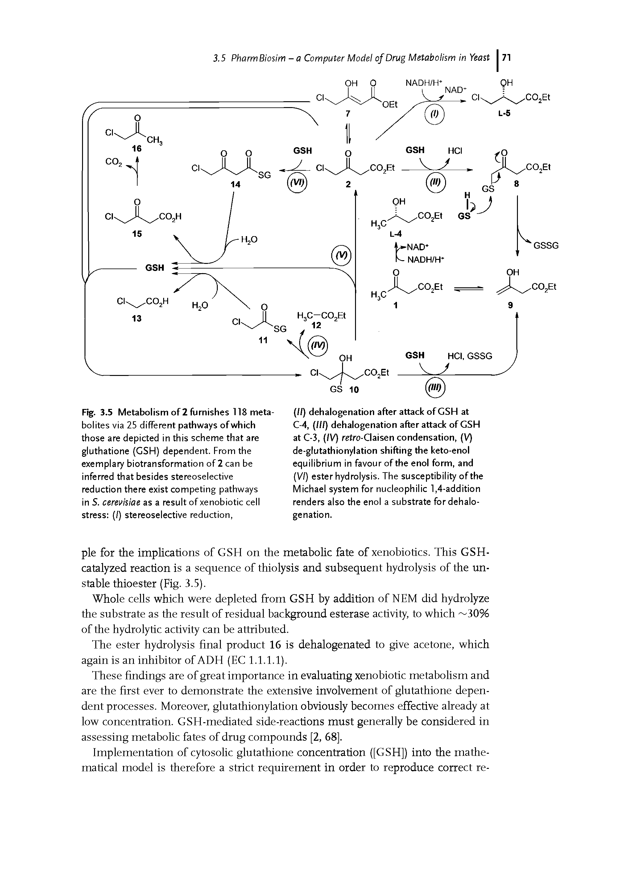 Fig. 3.5 Metabolism of 2 furnishes 118 metabolites via 25 different pathways ofwhich those are depicted in this scheme that are gluthatione (GSH) dependent. From the exemplary biotransformation of 2 can be inferred that besides stereoselective reduction there exist competing pathways in S. cerevisiae as a result of xenobiotic cell stress (/) stereoselective reduction,...