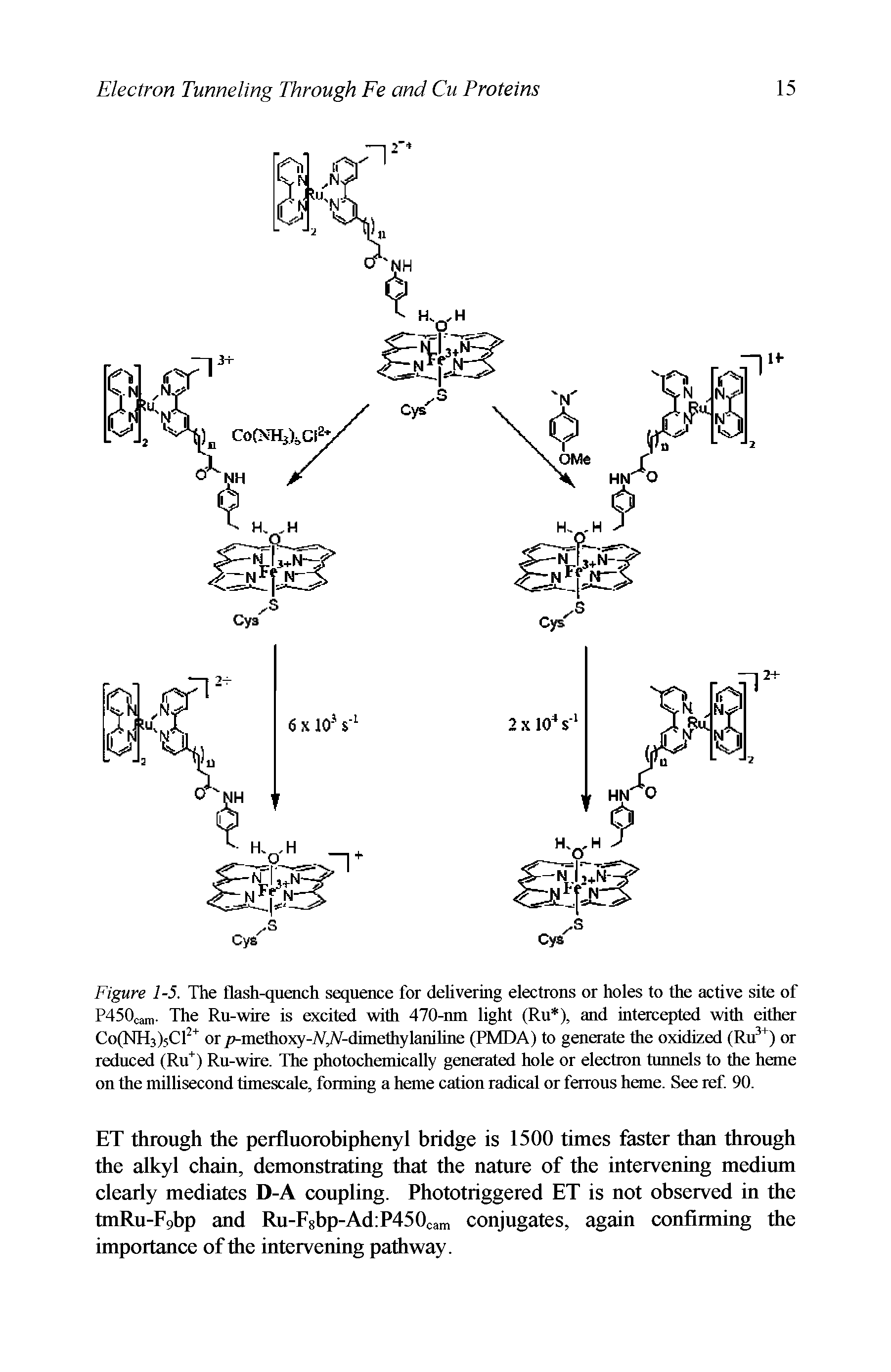 Figure 1-5. The flash-quench sequence for deliver mg electrons or holes to the active site of P450cam. The Ru-wire is excited with 470-nin light (Ru ), and intercepted witli either CofNHjjsCT or p-methoxy-WgV-dimethylaniline (PMDA) to generate the oxidized (Ru ) or reduced (Rif) Ru-wire. The photochemically generated hole or electron tunnels to the heme on the millisecond timescale, forming a heme cation radical or ferrous heme. See ref. 90.
