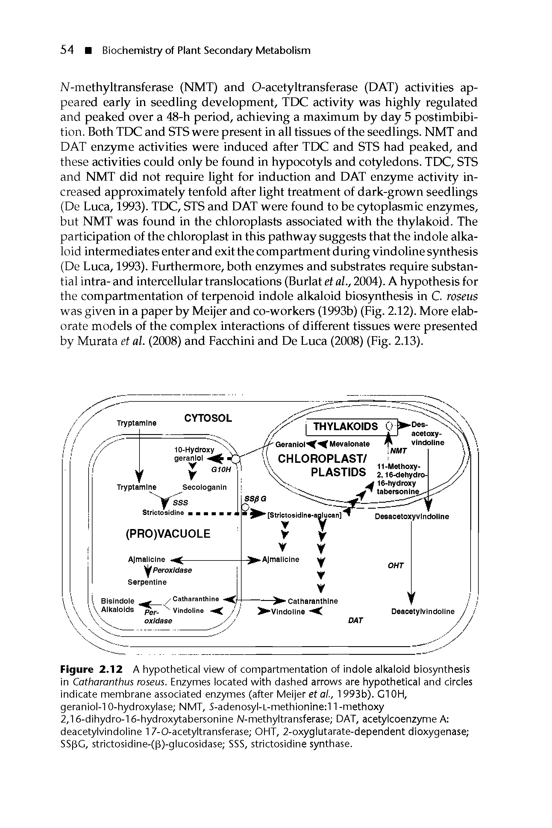 Figure 2.12 A hypothetical view of compartmentation of indole alkaloid biosynthesis in Catharanthus roseus. Enzymes located with dashed arrows are hypothetical and circles indicate membrane associated enzymes (after Meijer et at, 1 993b). Cl OH, geraniol-1 0-hydroxylase NMT, 5-adenosyl-L-methionine 11 -methoxy 2,16-dihydro-16-hydroxytabersonine N-methyltransferase DAT, acetylcoenzyme A deacetylvindoline 1 7-0-acetyltransferase OHT, 2-oxyglutarate-dependent dioxygenase SSpC, strictosidine-((3)-glucosidase SSS, strictosidine synthase.