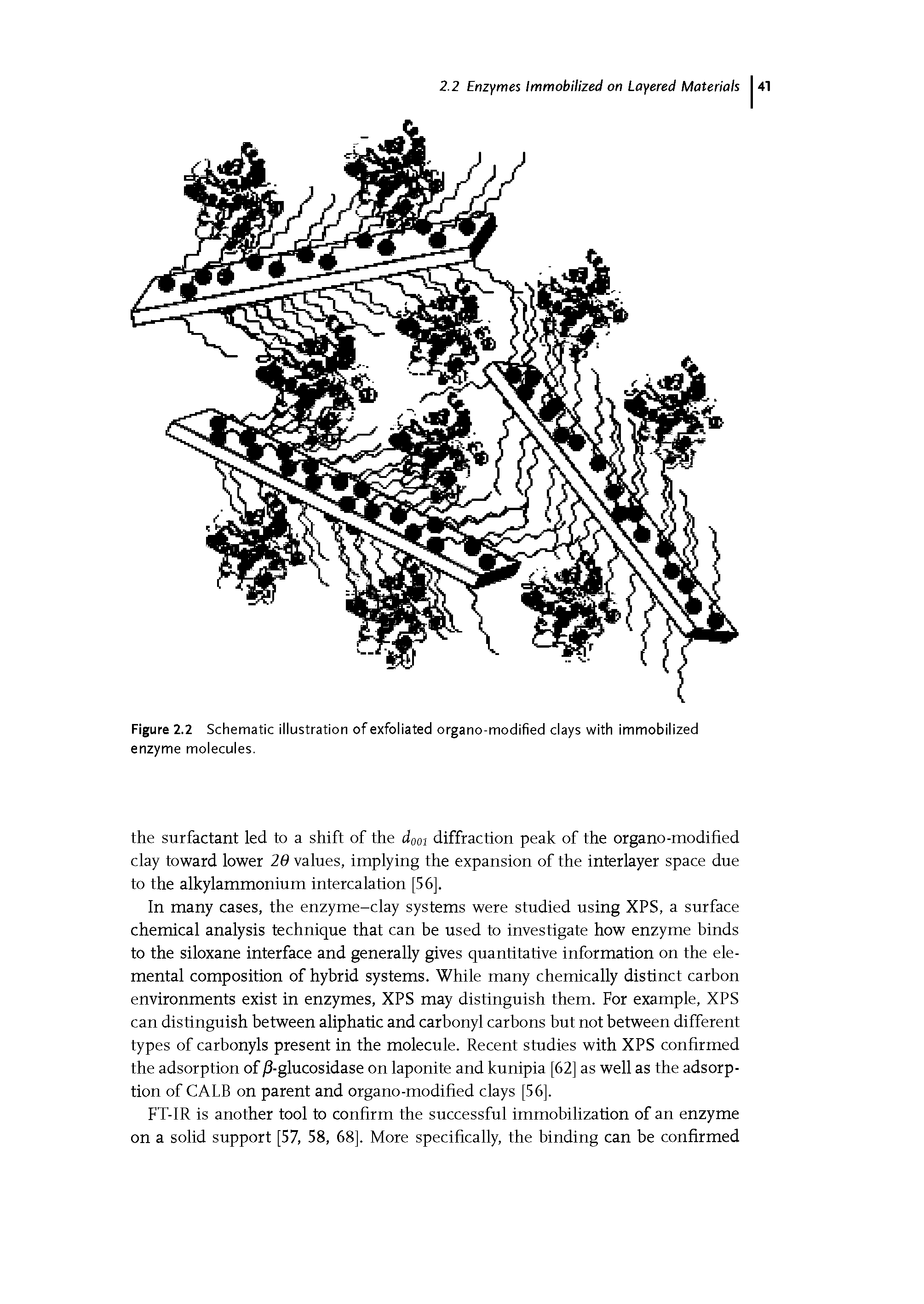 Figure 2.2 Schematic illustration of exfoliated organo-modified clays with immobilized enzyme molecules.