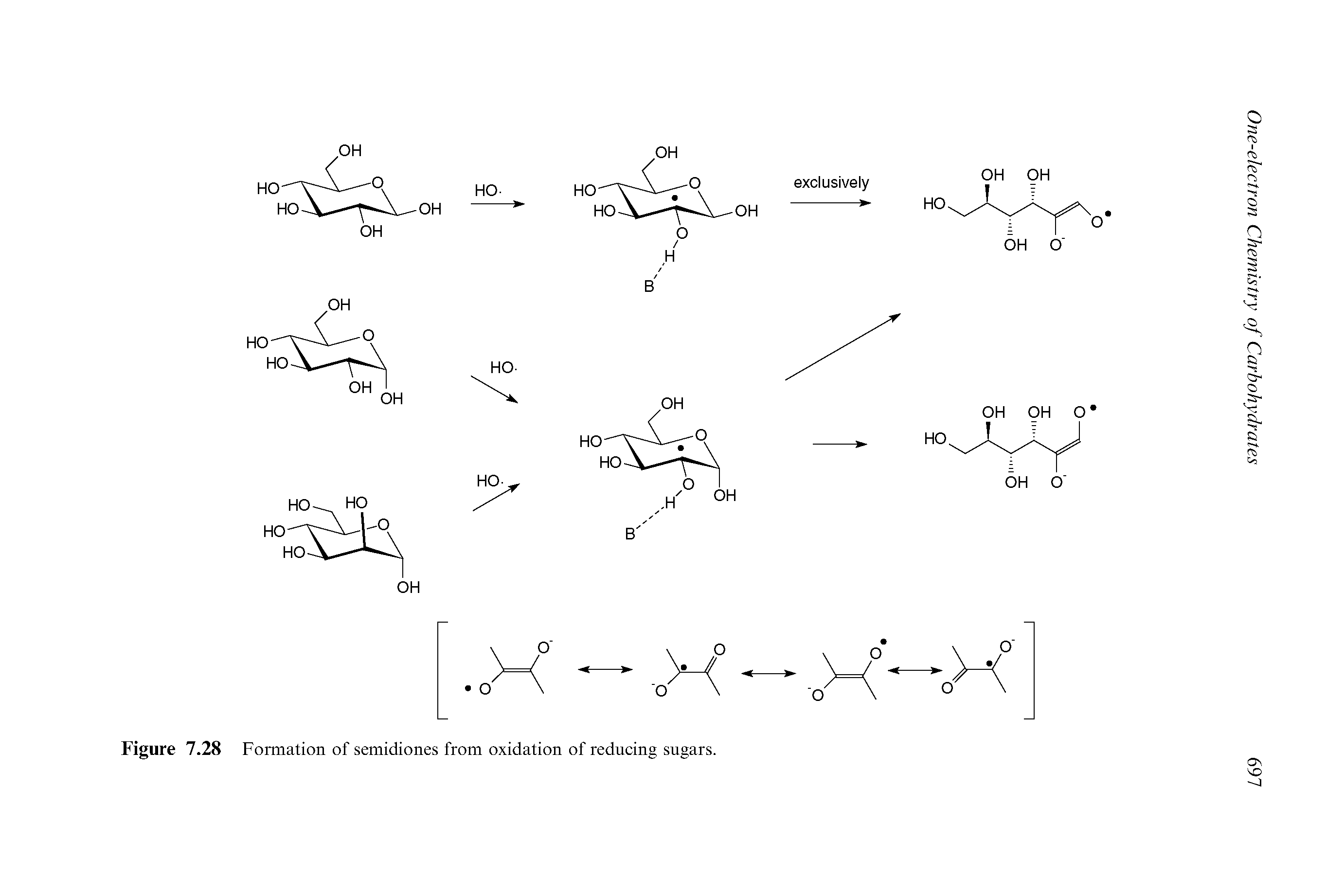 Figure 7.28 Formation of semidiones from oxidation of reducing sugars.