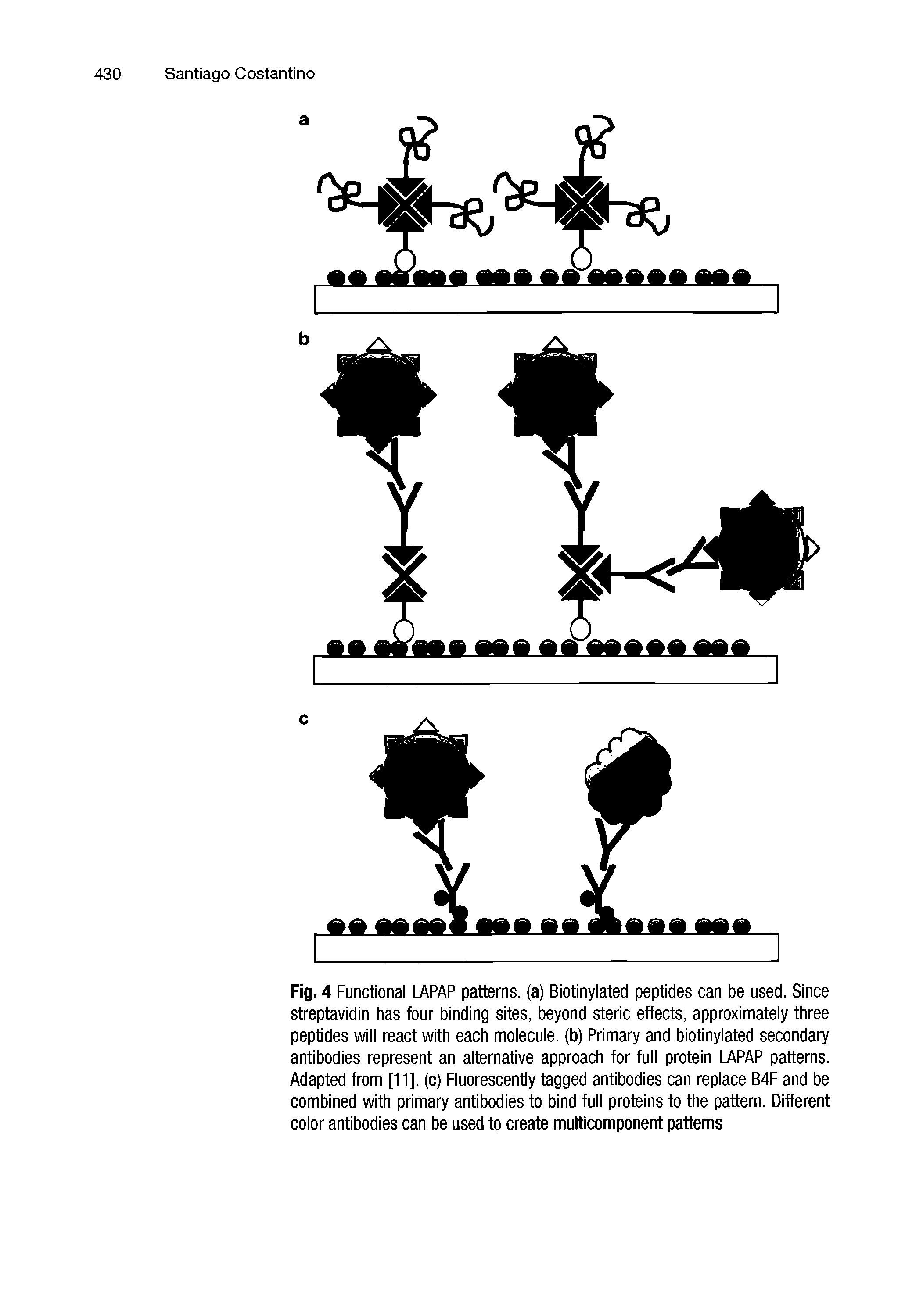 Fig. 4 Functional LAPAP patterns, (a) Biotinylated peptides can be used. Since streptavidin has four binding sites, beyond steric effects, approximately three peptides will react with each molecule, (b) Primary and biotinylated secondary antibodies represent an alternative approach for full protein LAPAP patterns. Adapted from [11]. (c) Fluorescently tagged antibodies can replace B4F and be combined with primary antibodies to bind full proteins to the pattern. Different color antibodies can be used to create multicomponent patterns...